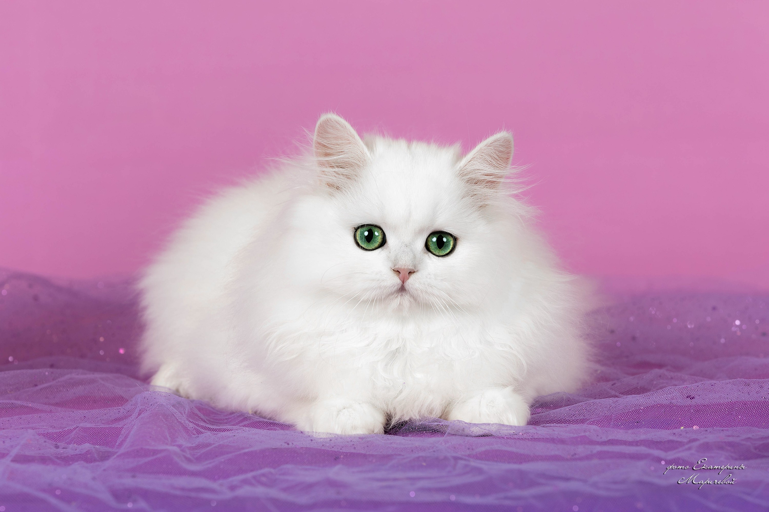 Галерея котят. Фотограф-анималист в Омске Екатерина Маричева