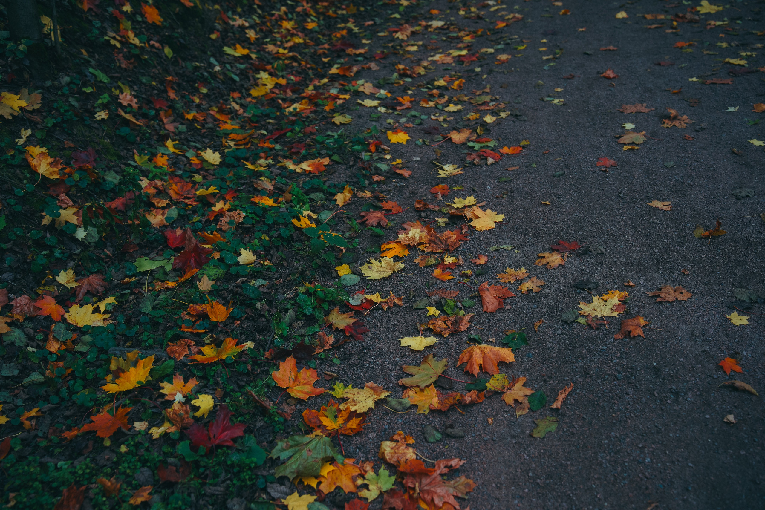 Осень 2025. Фотограф из Москвы — DASHA NOVA | Авторская фотография в разных жанрах