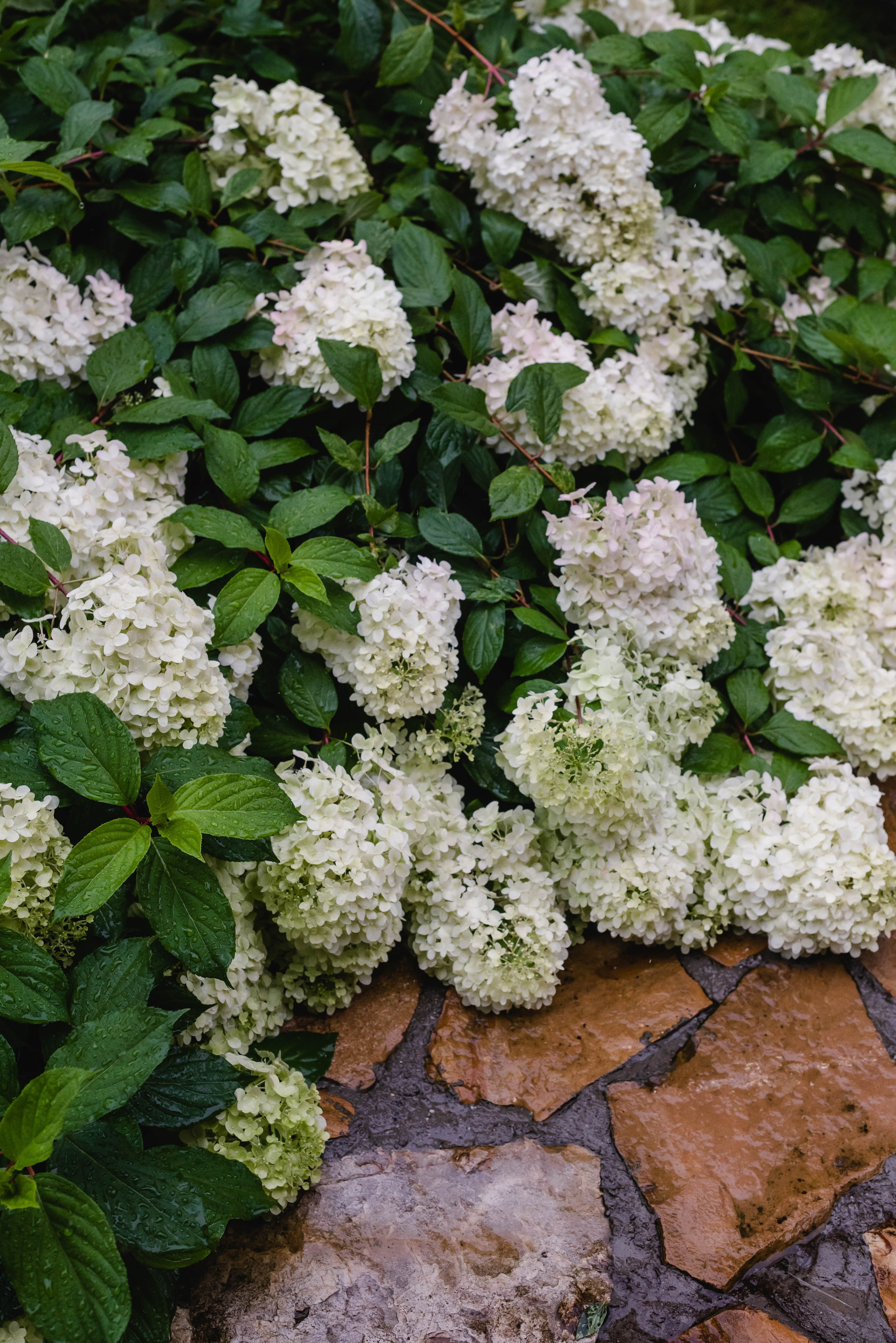 Лесное царство Оксаны. Свадебный и семейный фотограф в Новосибирске, Санкт-Петербурге, Москве