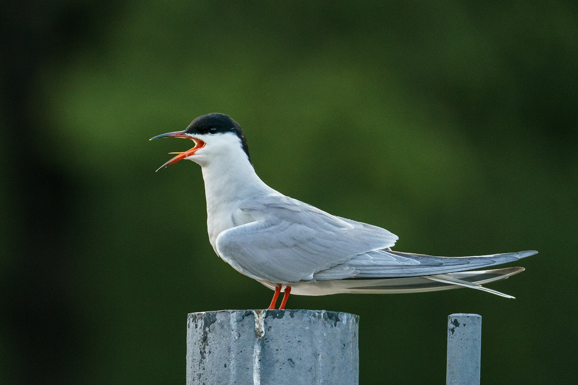 Удивительные мир птиц. Вокруг нас столько прекрасного — присмотритесь!. Ваш личный фотограф Марина Волкова