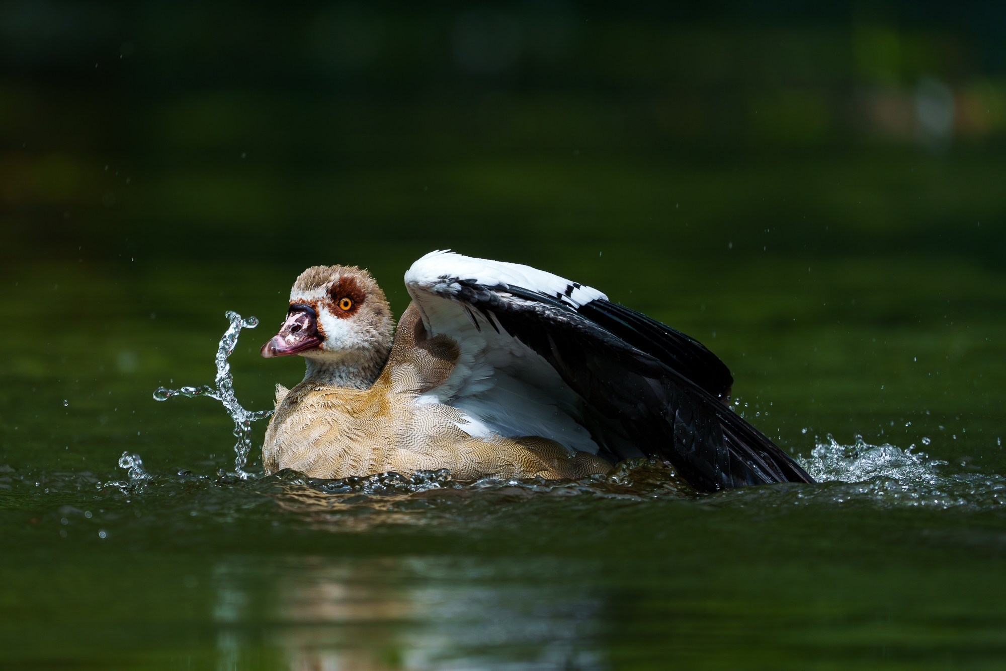 Удивительные мир птиц. Вокруг нас столько прекрасного — присмотритесь!. Ваш личный фотограф Марина Волкова