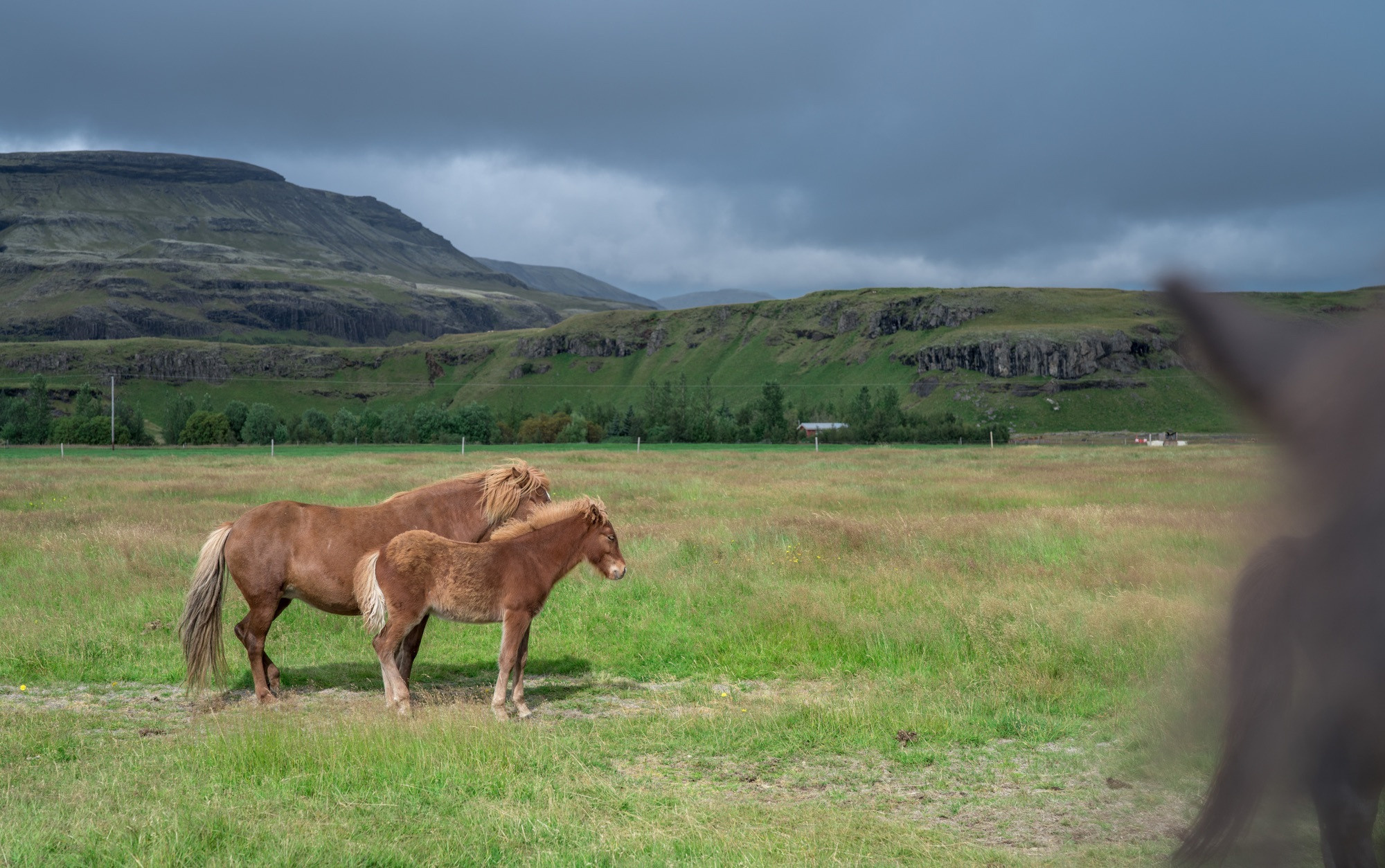 Исландия (август 2018). Фотограф Сергей Танков