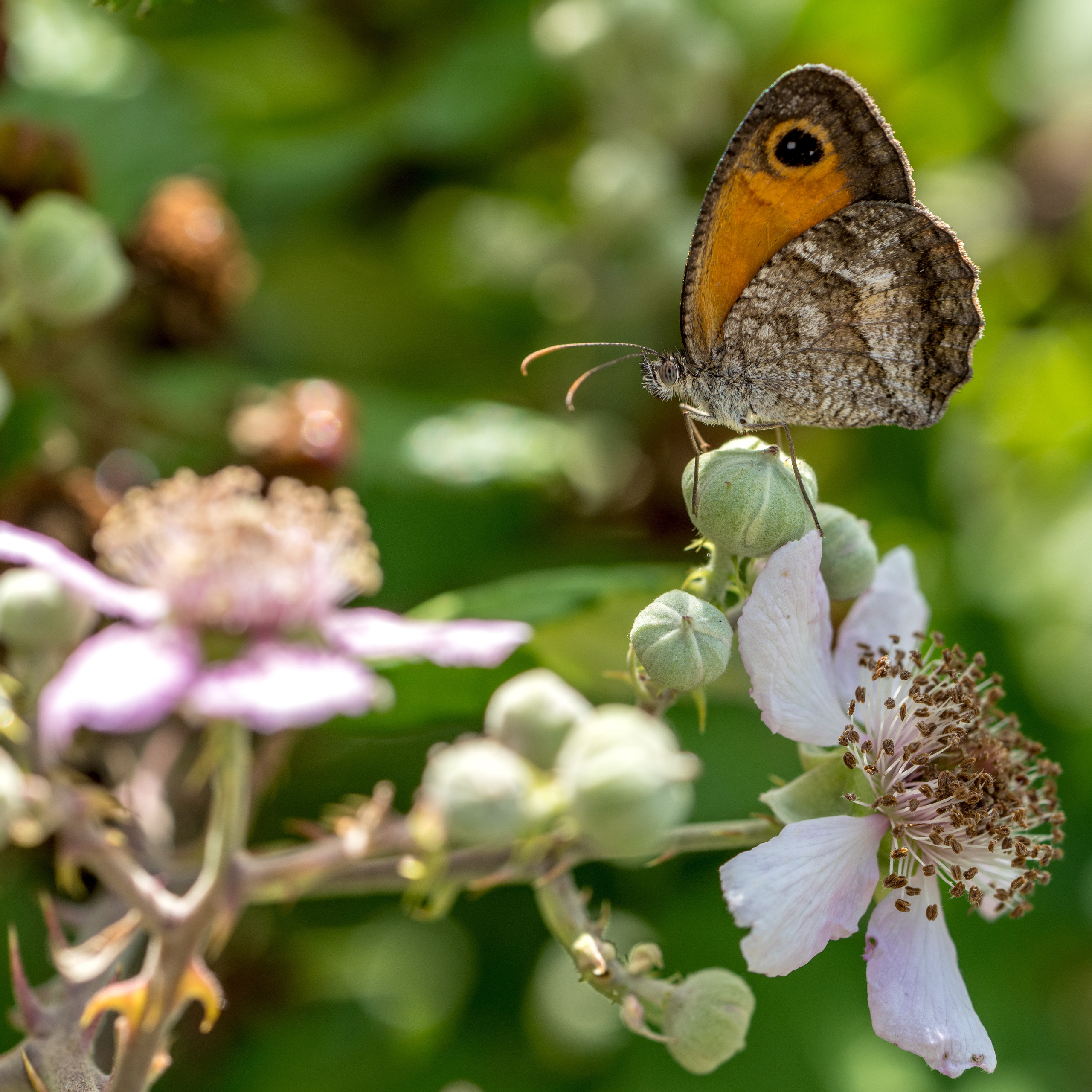 Майорка (июль 2018). Фотограф Сергей Танков