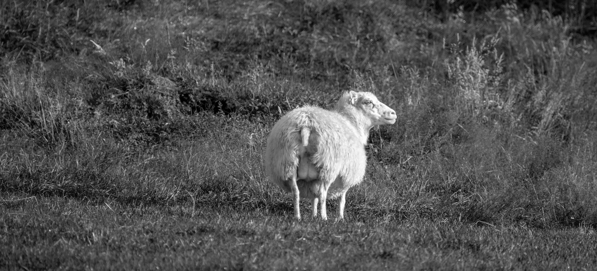 Исландия (август 2018). Фотограф Сергей Танков