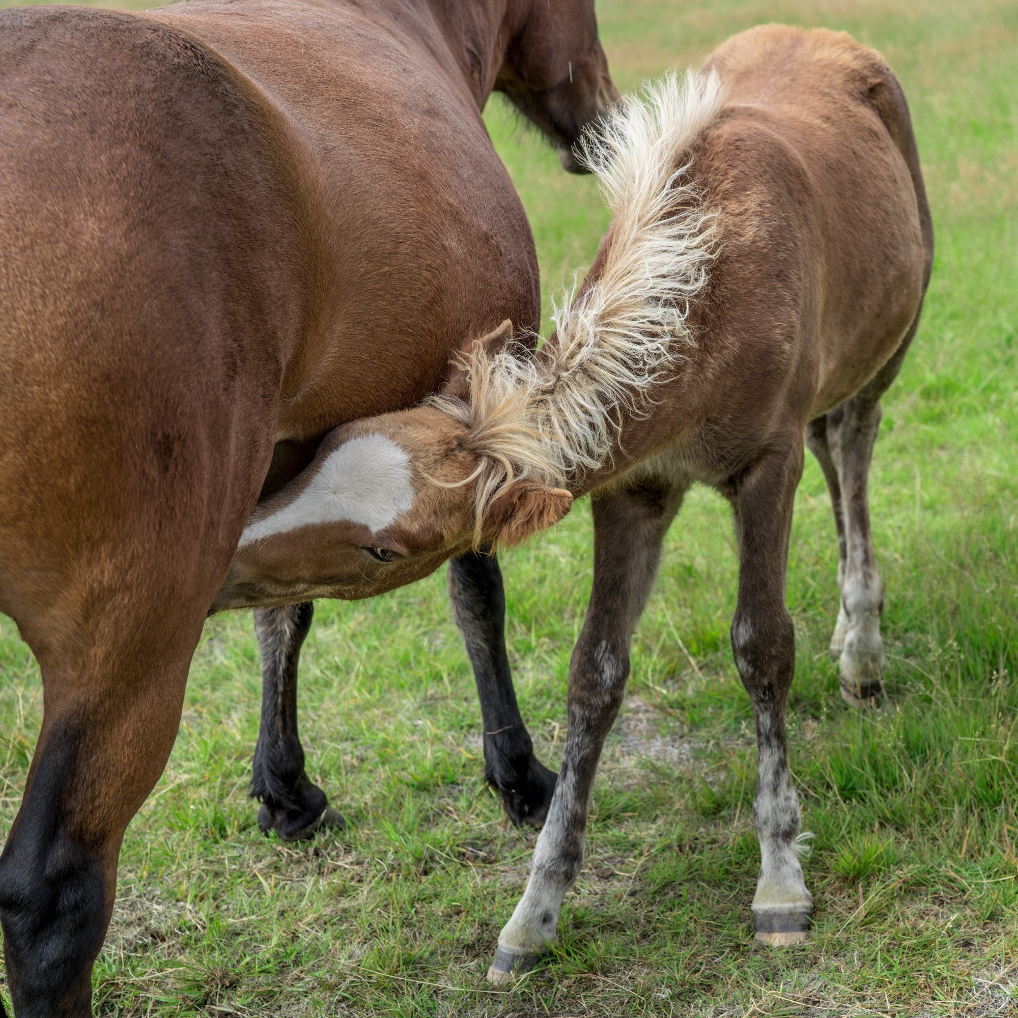 Исландия (август 2018). Фотограф Сергей Танков