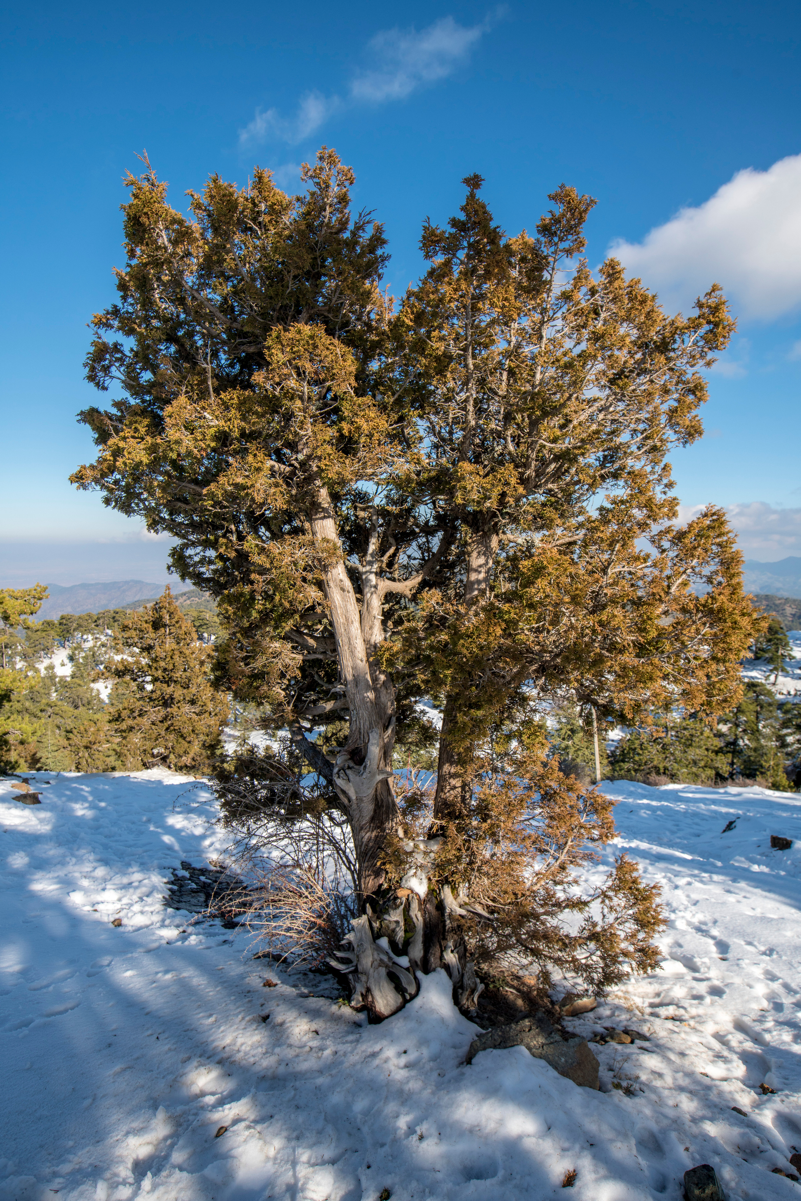 Кипр (январь 2018). Фотограф Сергей Танков