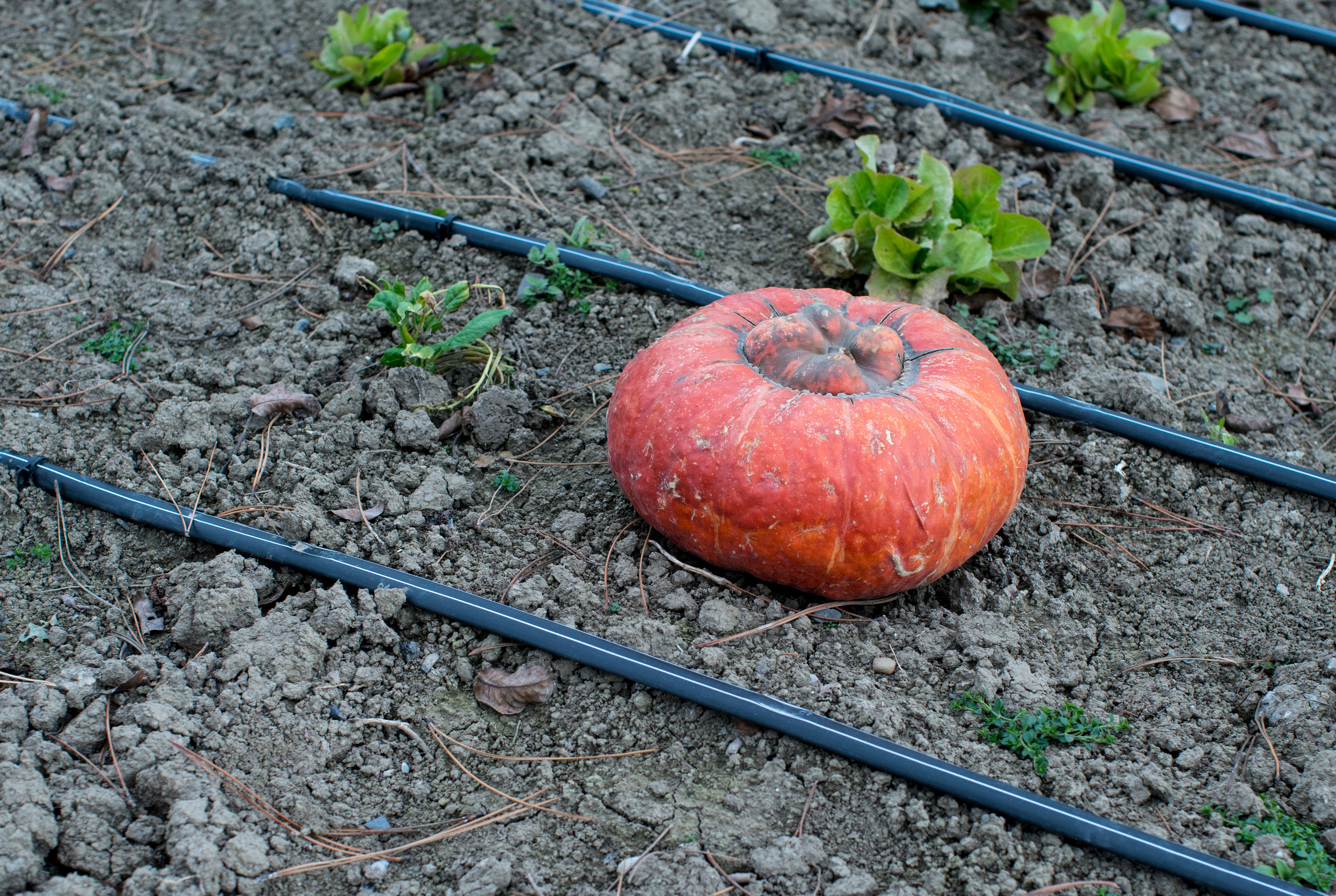 Грузия (декабрь 2017). Фотограф Сергей Танков