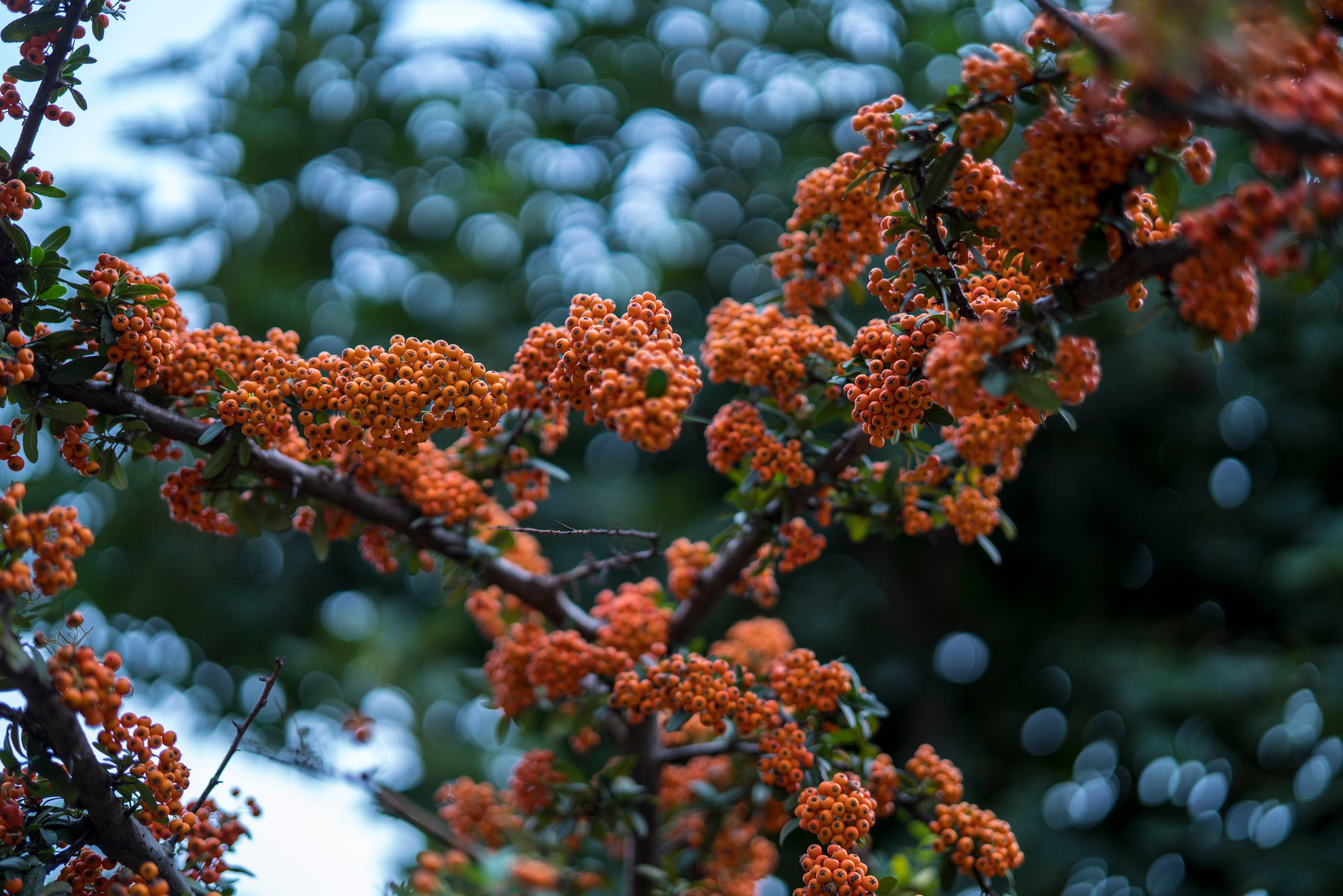 Стамбул (ноябрь 2018). Фотограф Сергей Танков
