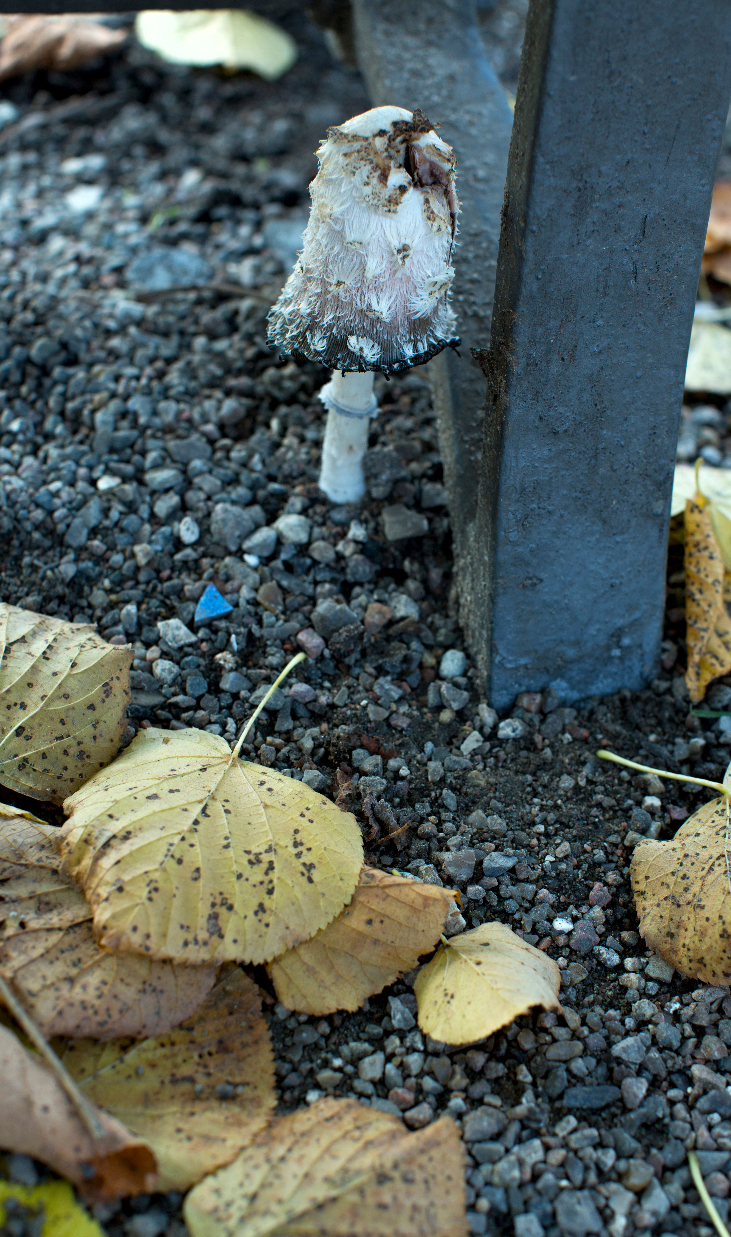 Копенгаген (ноябрь 2012). Фотограф Сергей Танков