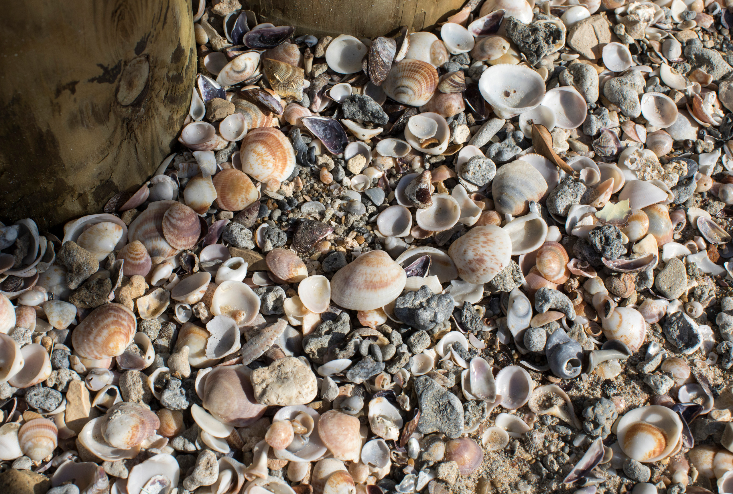 Израиль (январь 2017). Фотограф Сергей Танков