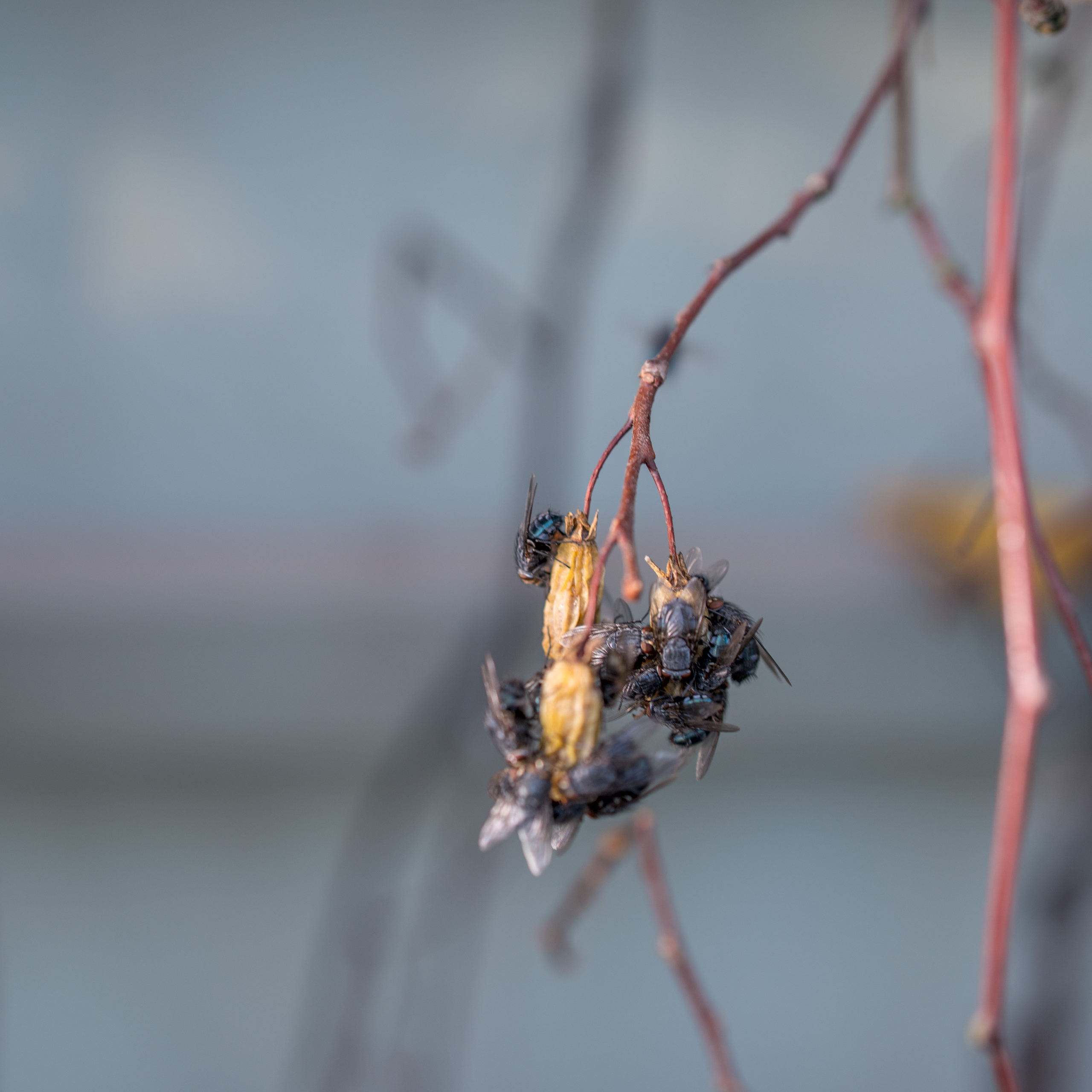 Питер. Кронштадт. Форты (октябрь 2018). Фотограф Сергей Танков