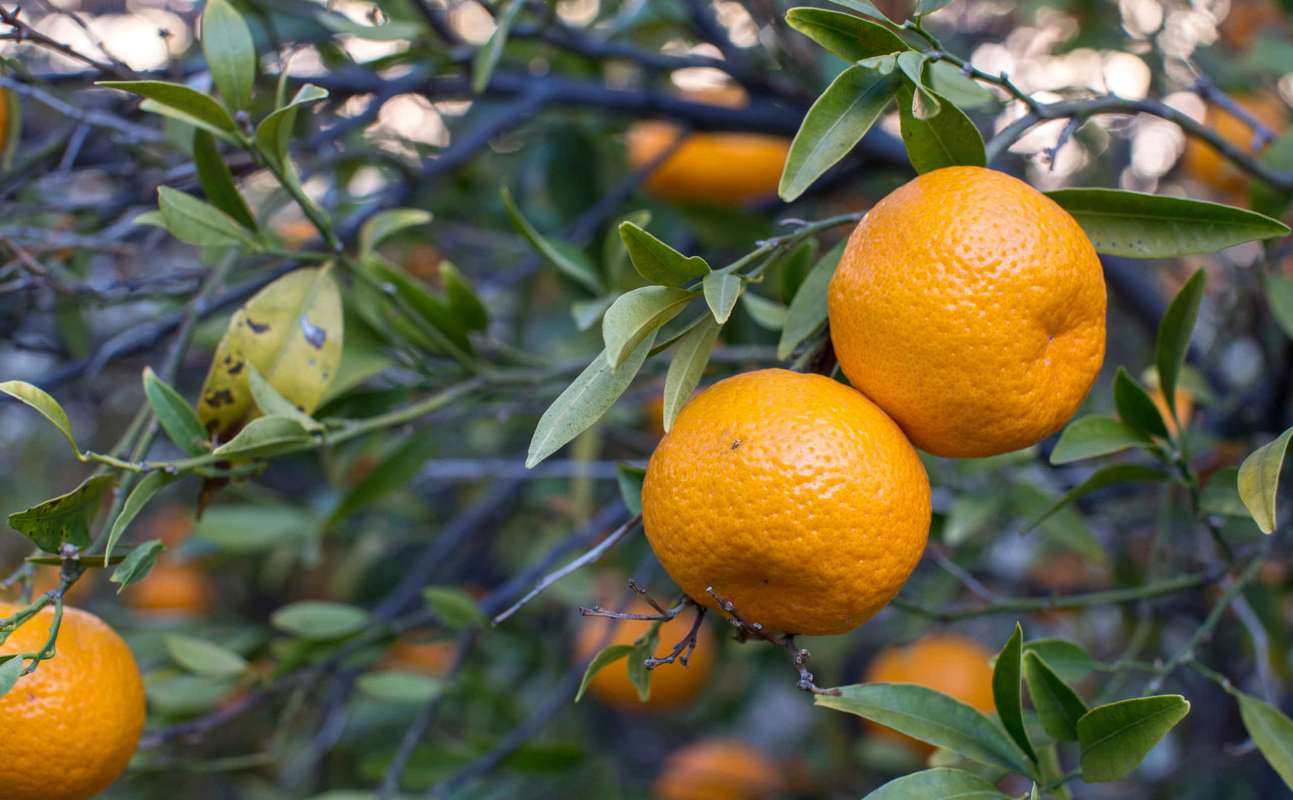 Кипр (январь 2018). Фотограф Сергей Танков