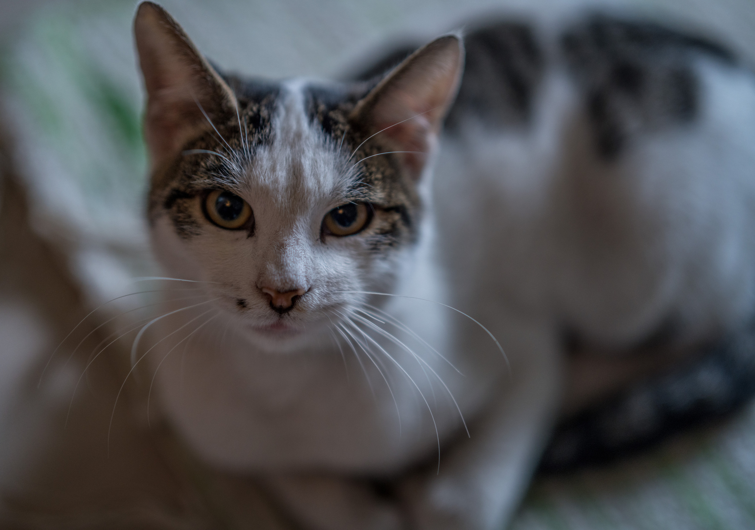 Стамбул (ноябрь 2018). Фотограф Сергей Танков