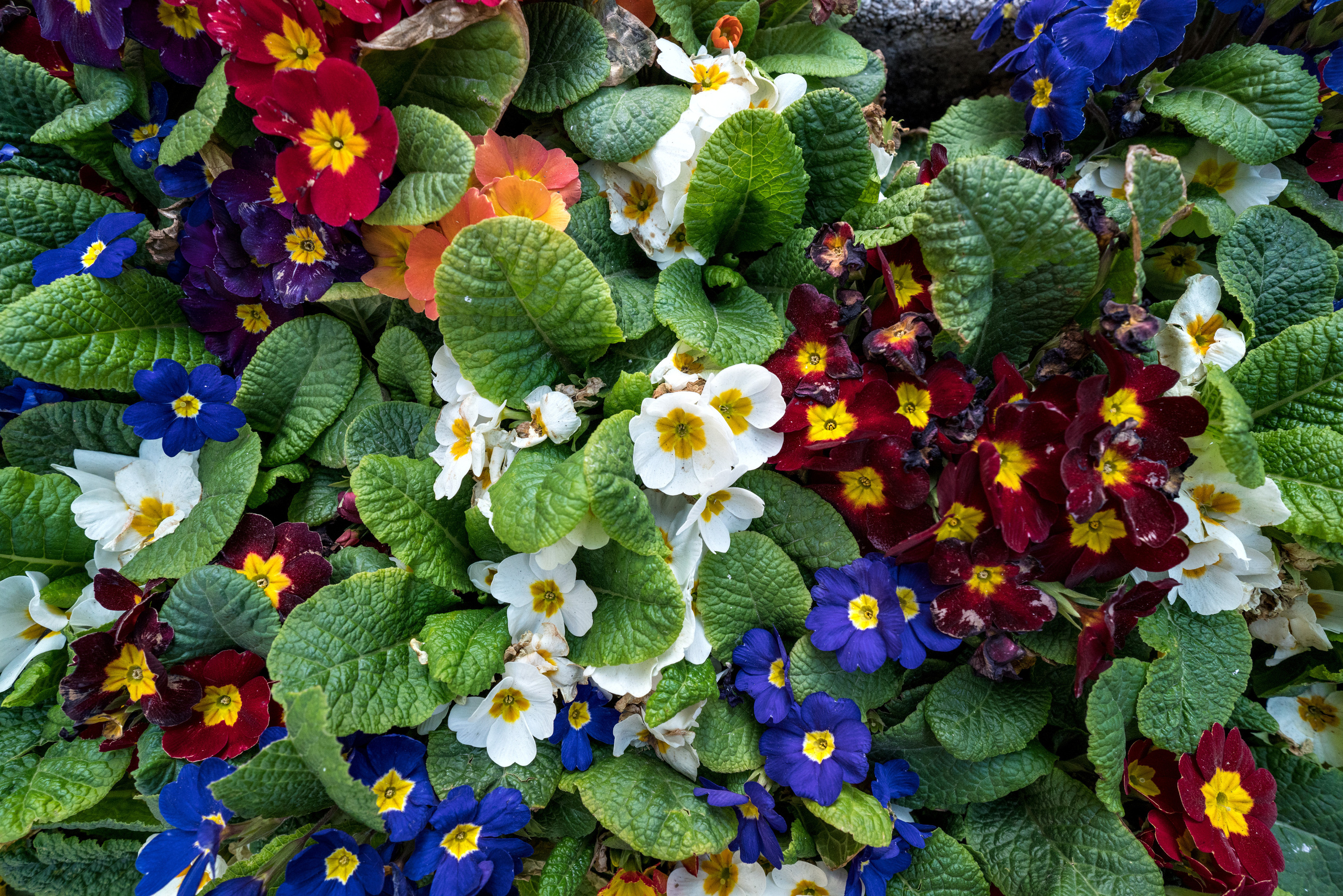 Азербайджан (апрель 2018). Фотограф Сергей Танков
