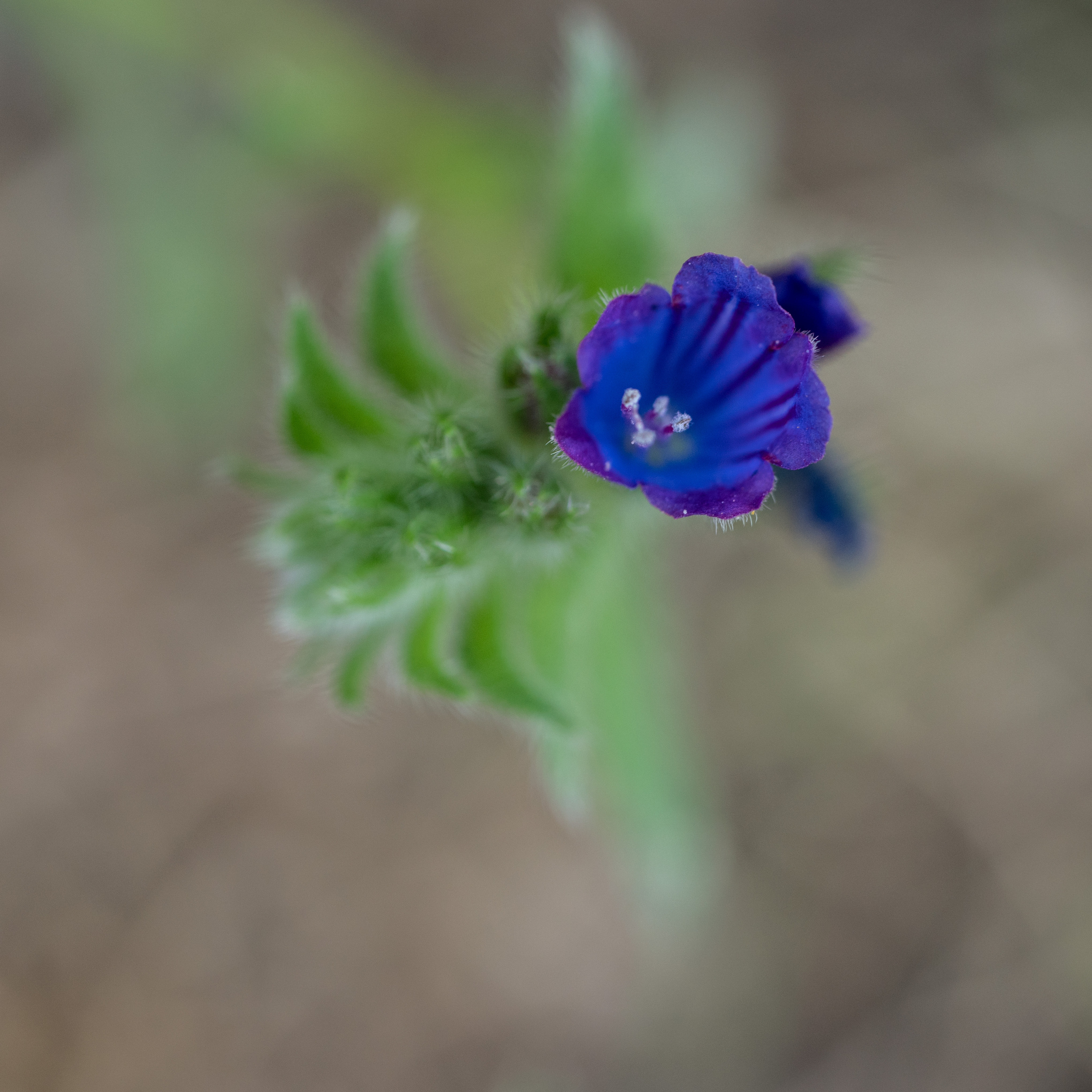 Майорка (июль 2018). Фотограф Сергей Танков