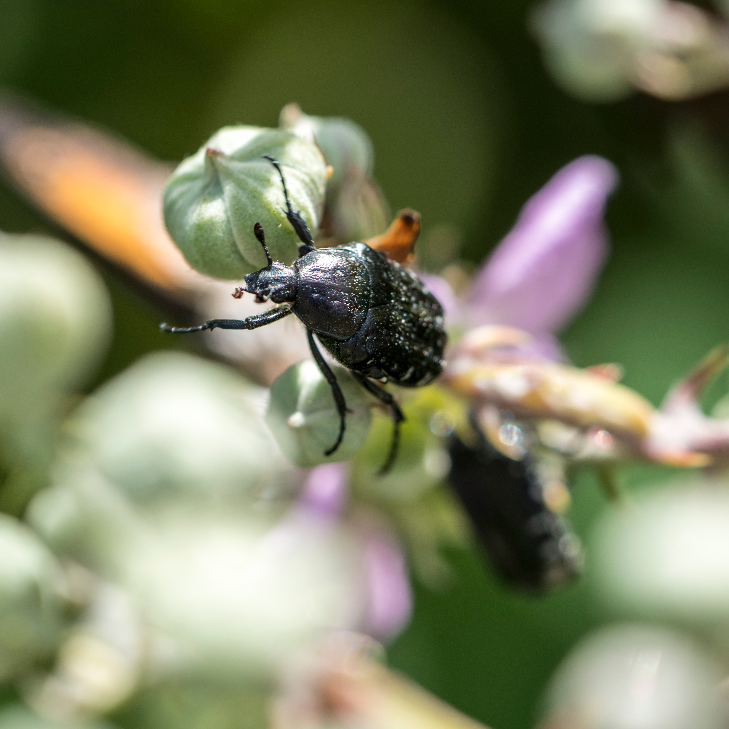 Майорка (июль 2018). Фотограф Сергей Танков