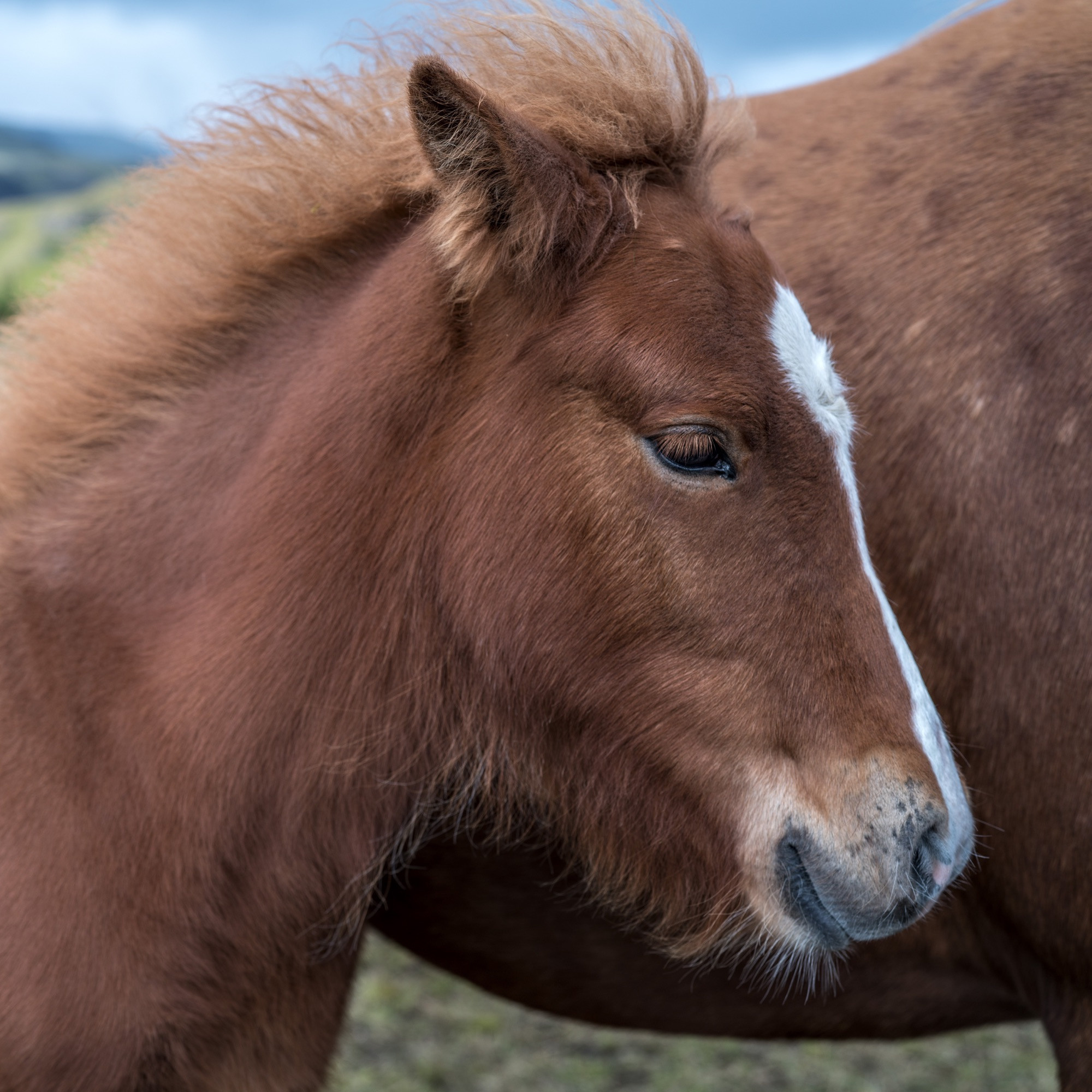 Исландия (август 2018). Фотограф Сергей Танков