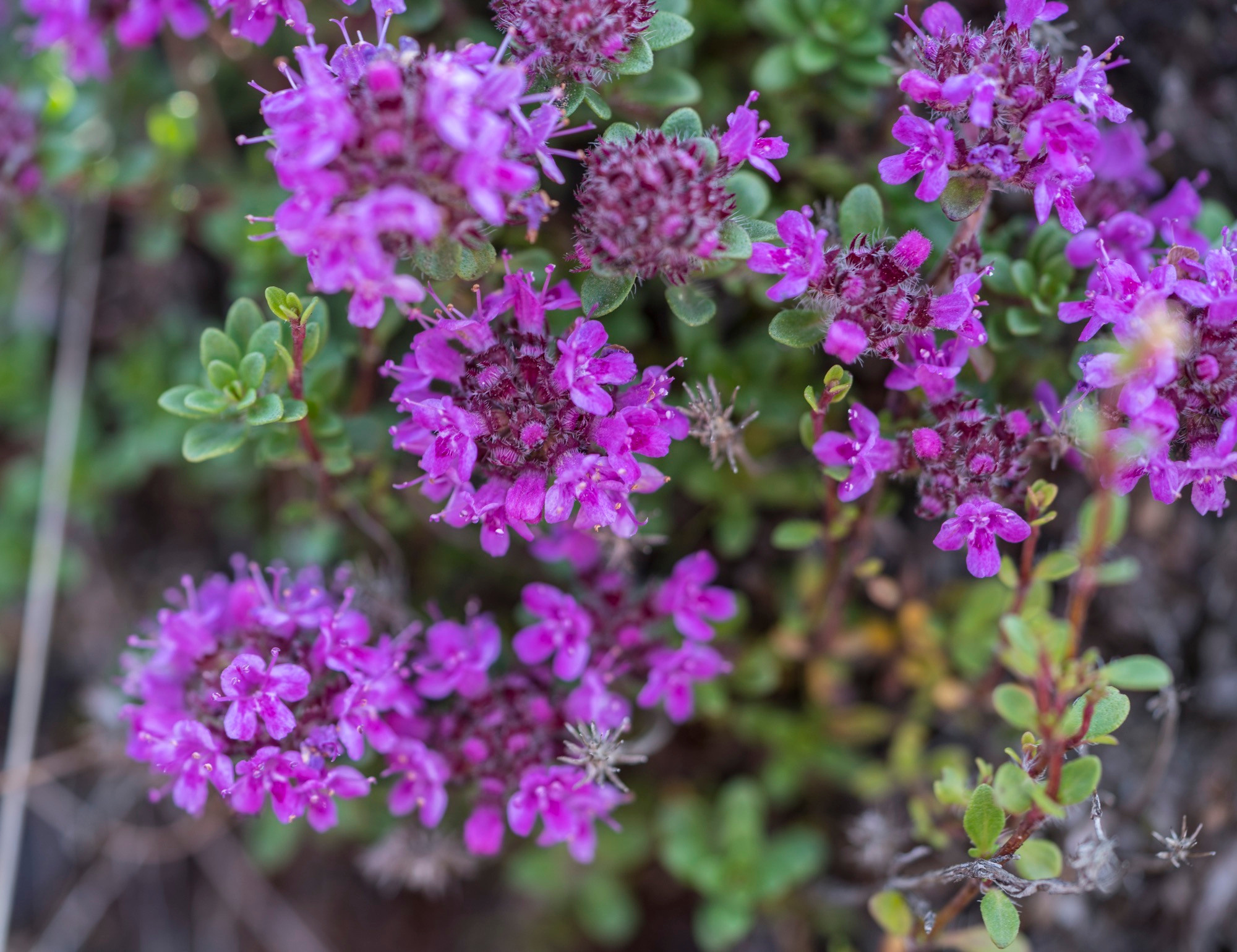 Исландия (август 2018). Фотограф Сергей Танков