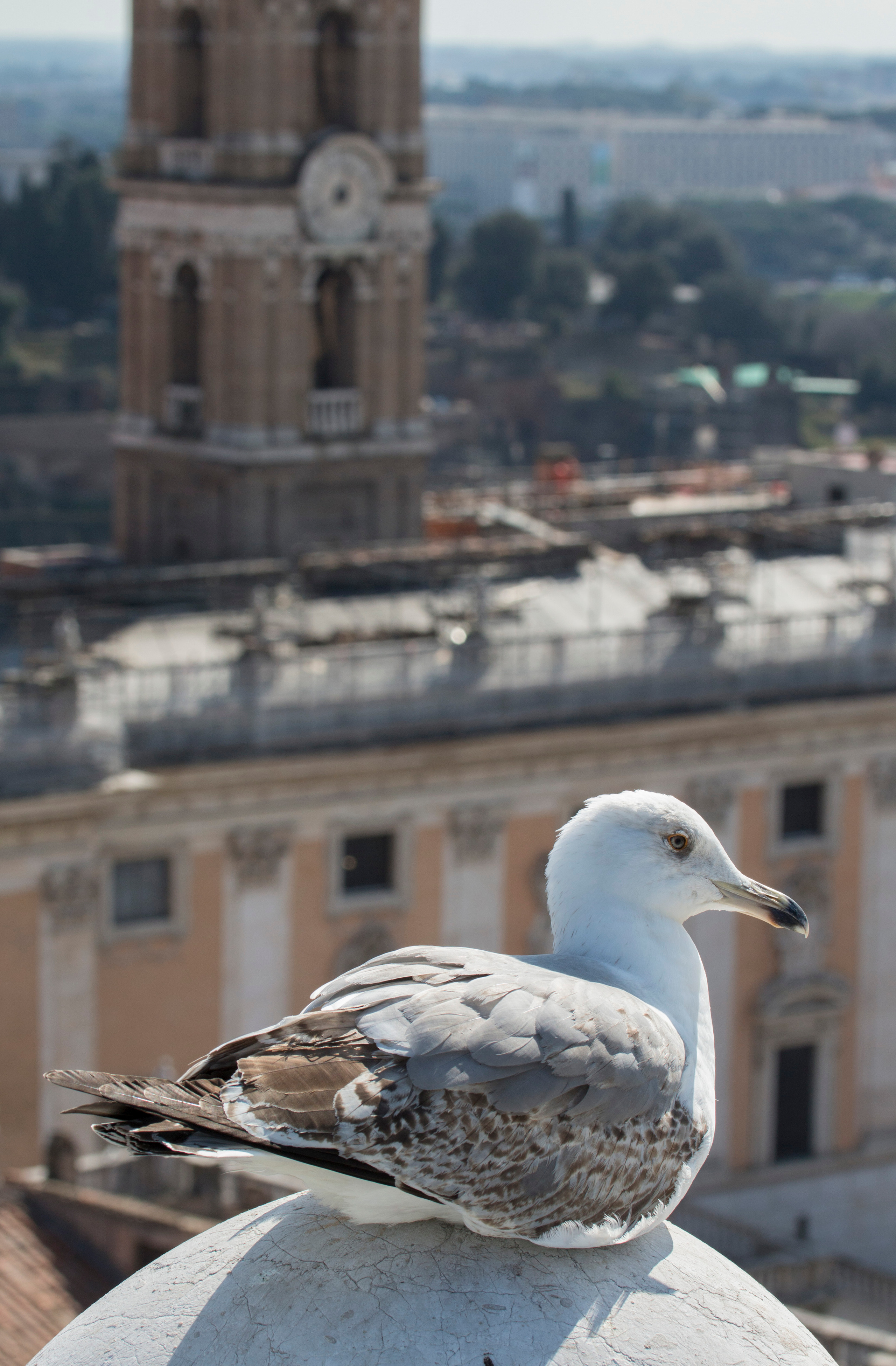 Рим (март 2015). Фотограф Сергей Танков