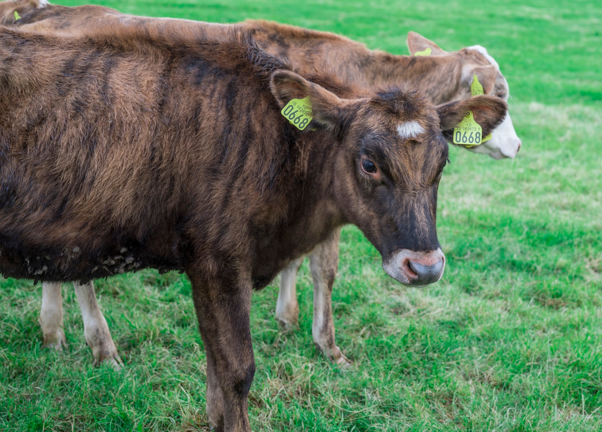 Исландия (август 2018). Фотограф Сергей Танков