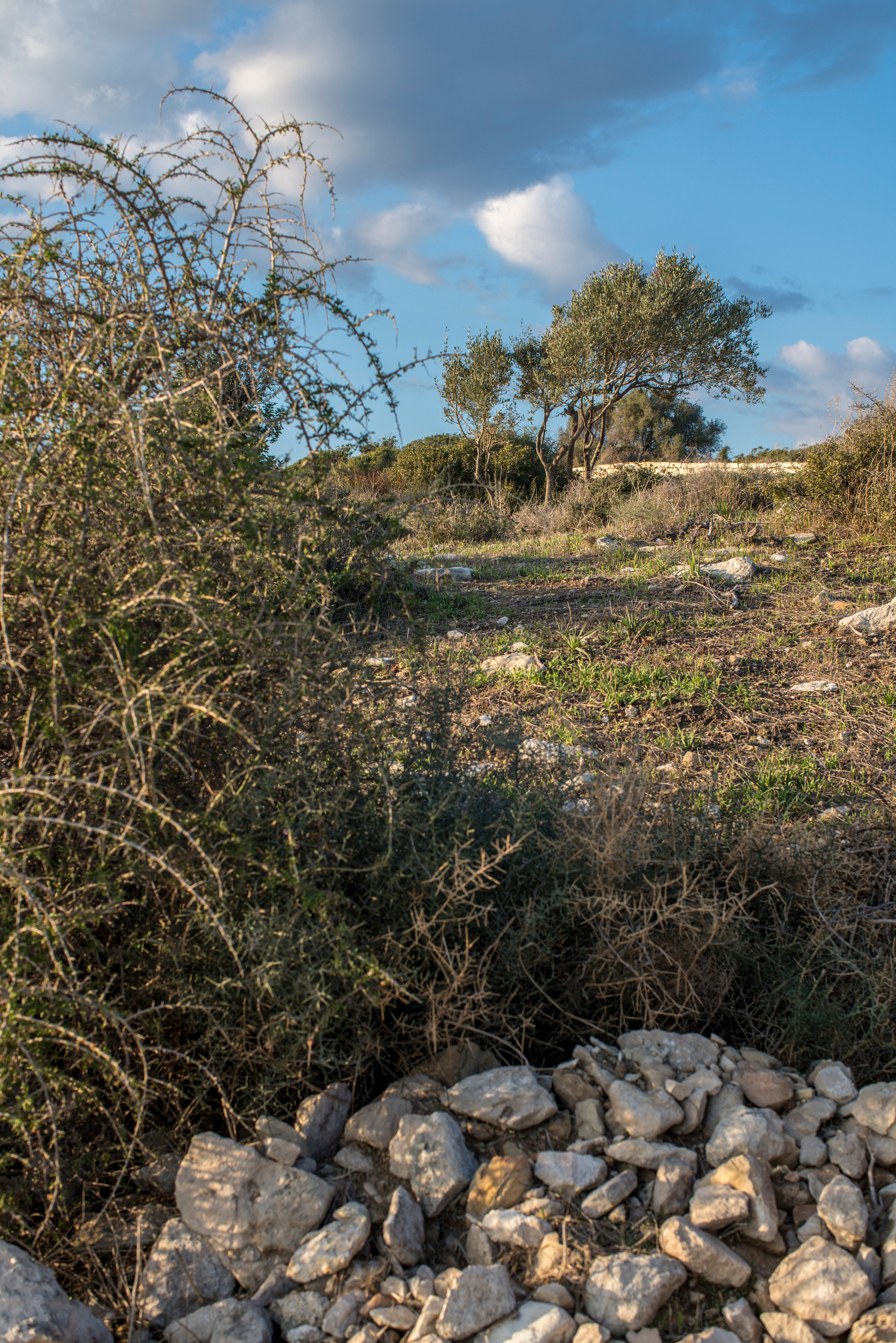 Кипр (январь 2018). Фотограф Сергей Танков