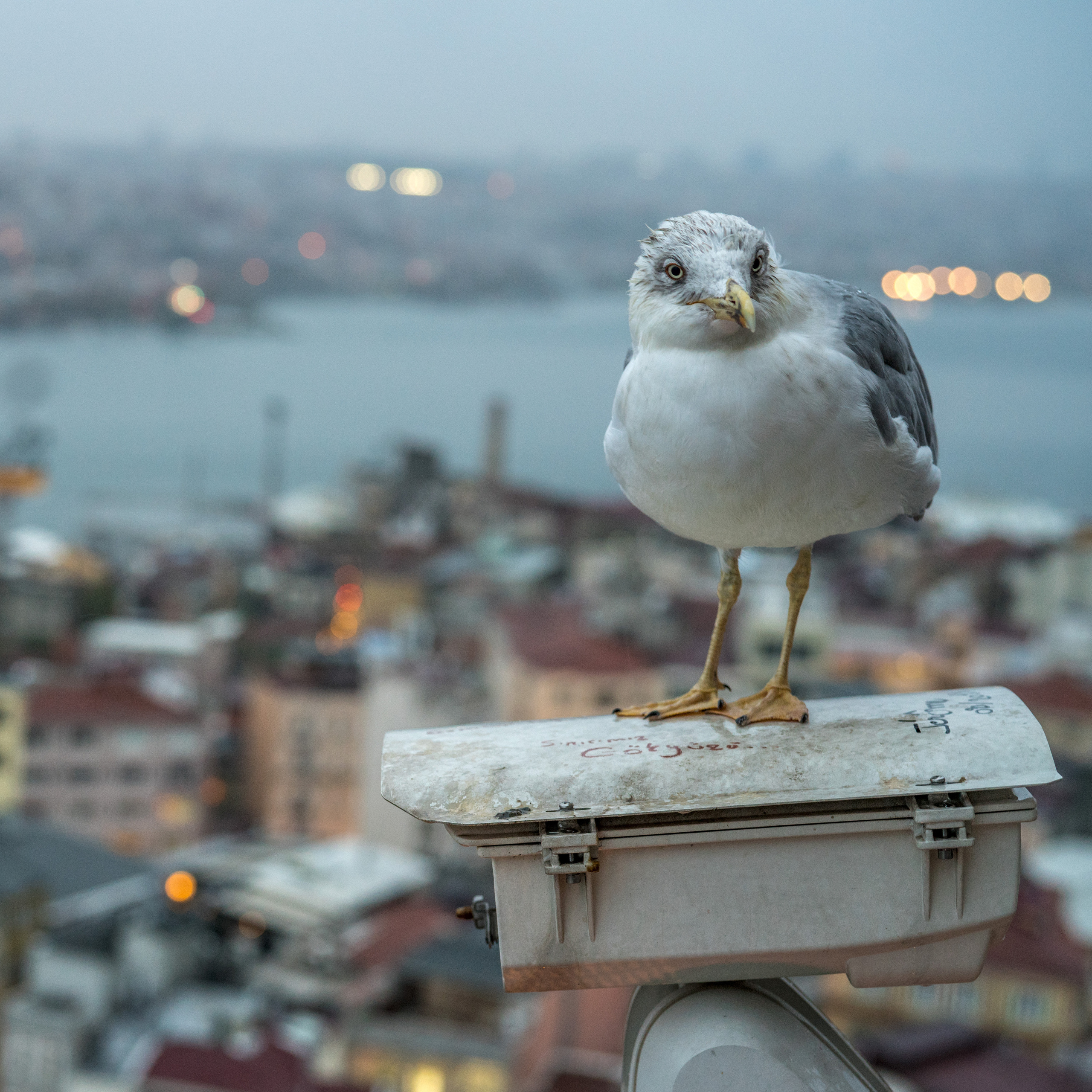 Стамбул (ноябрь 2018). Фотограф Сергей Танков