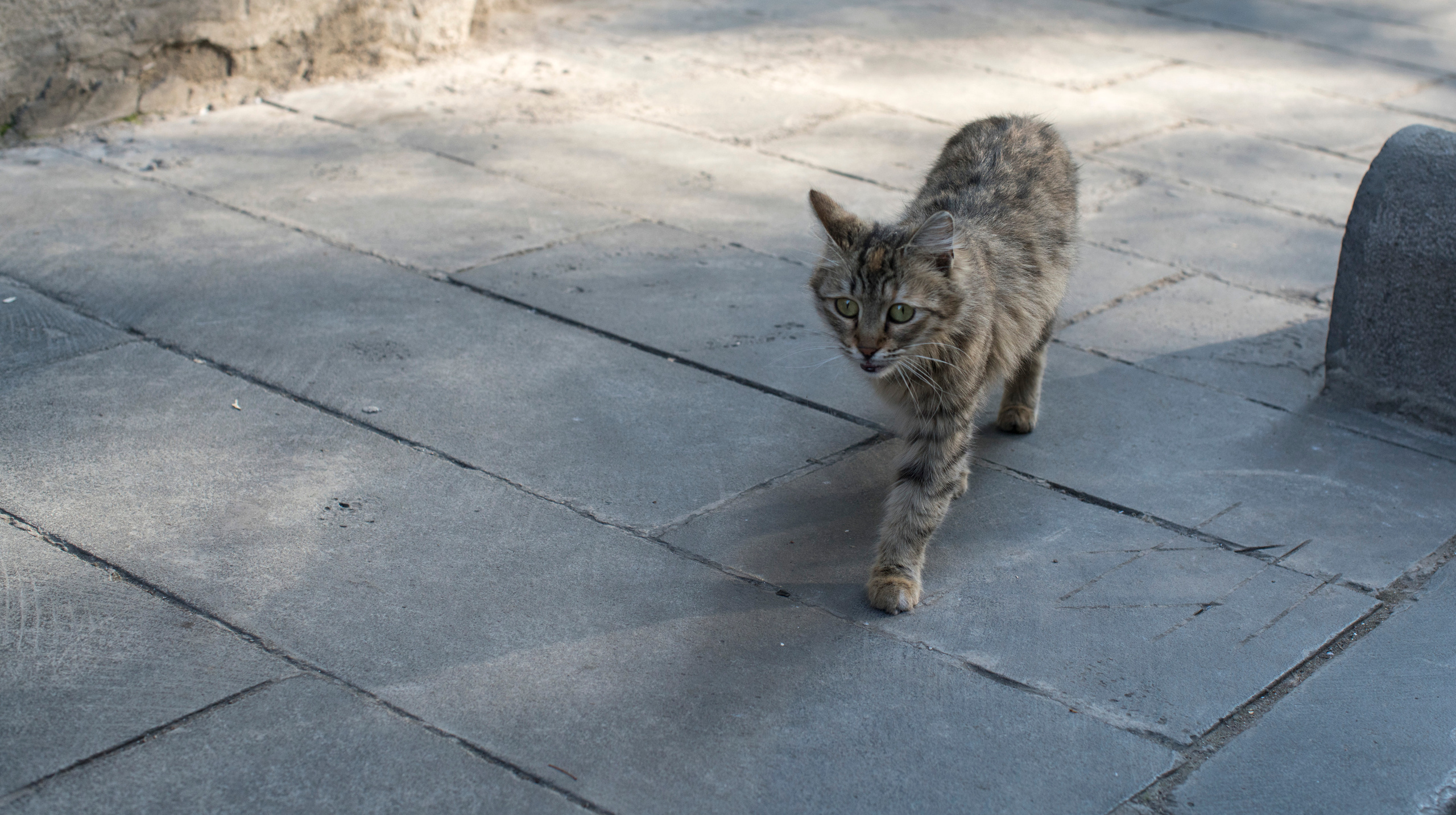 Грузия (декабрь 2017). Фотограф Сергей Танков