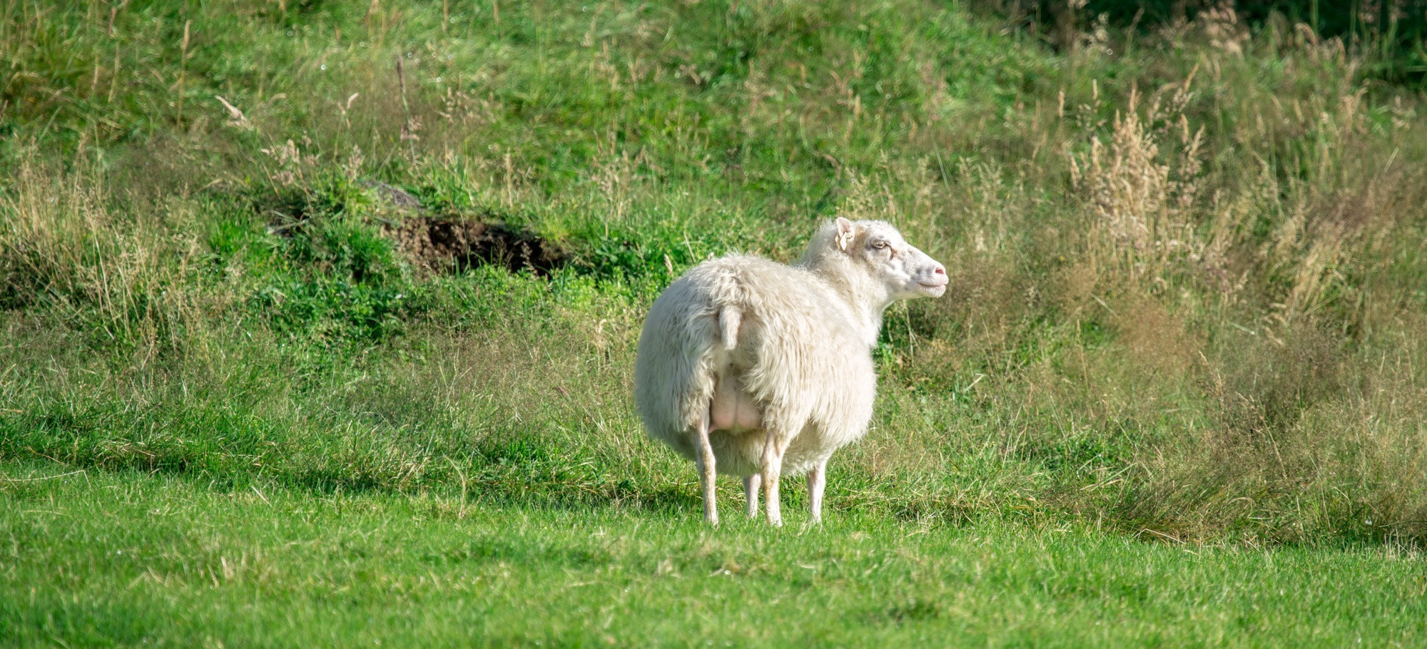 Исландия (август 2018). Фотограф Сергей Танков