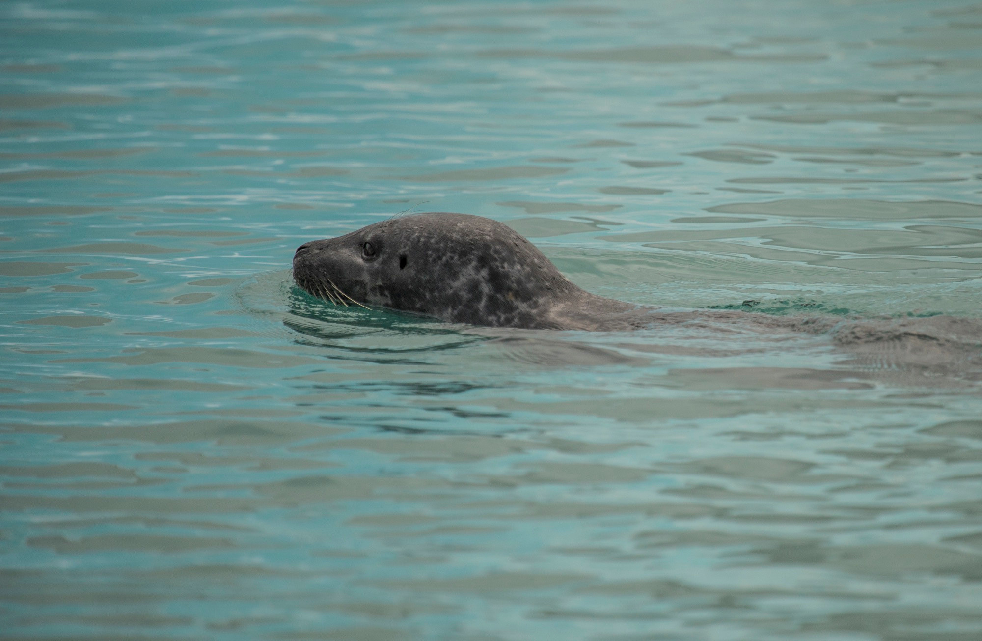 Исландия (август 2018). Фотограф Сергей Танков
