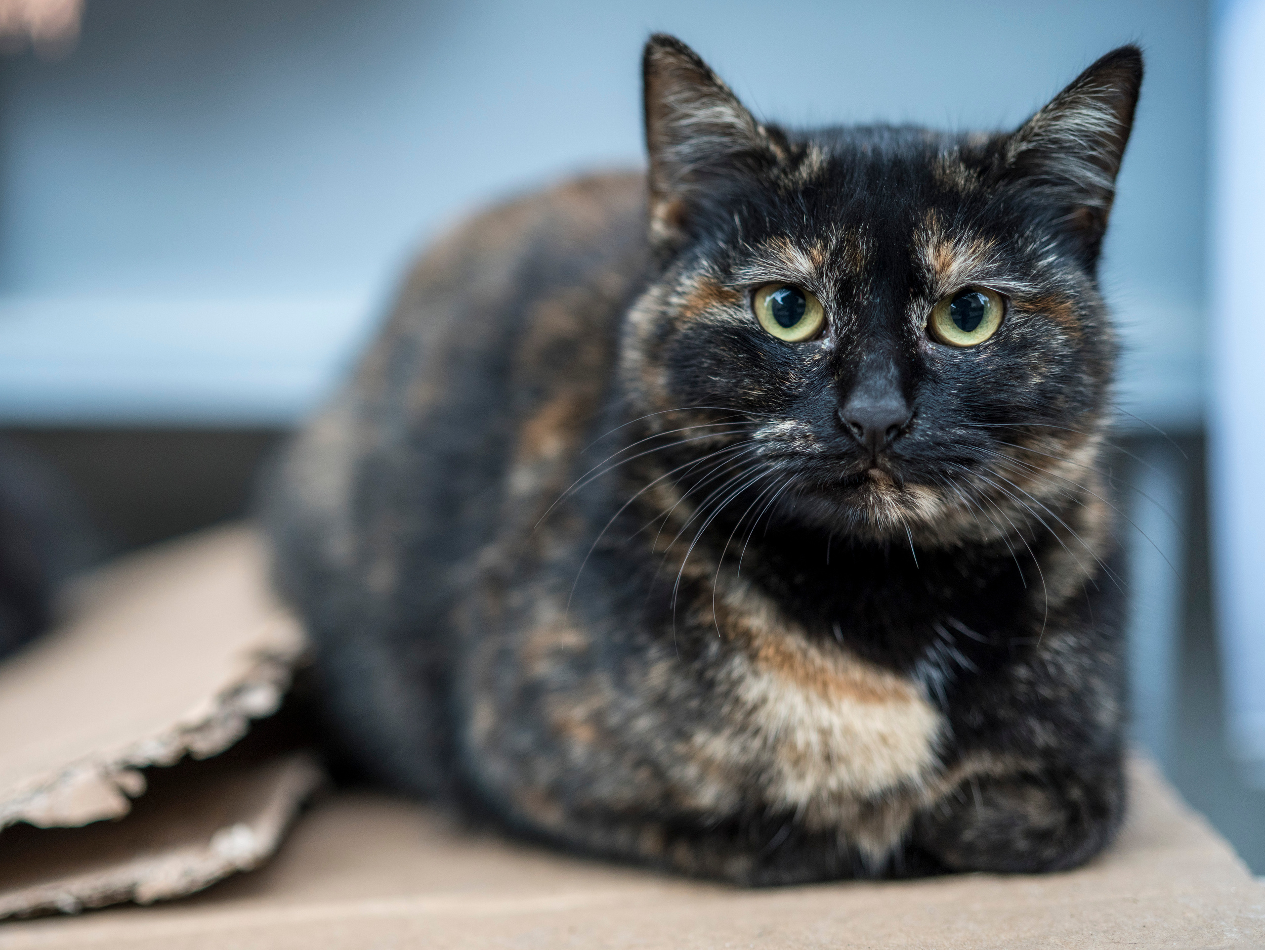 Стамбул (ноябрь 2018). Фотограф Сергей Танков