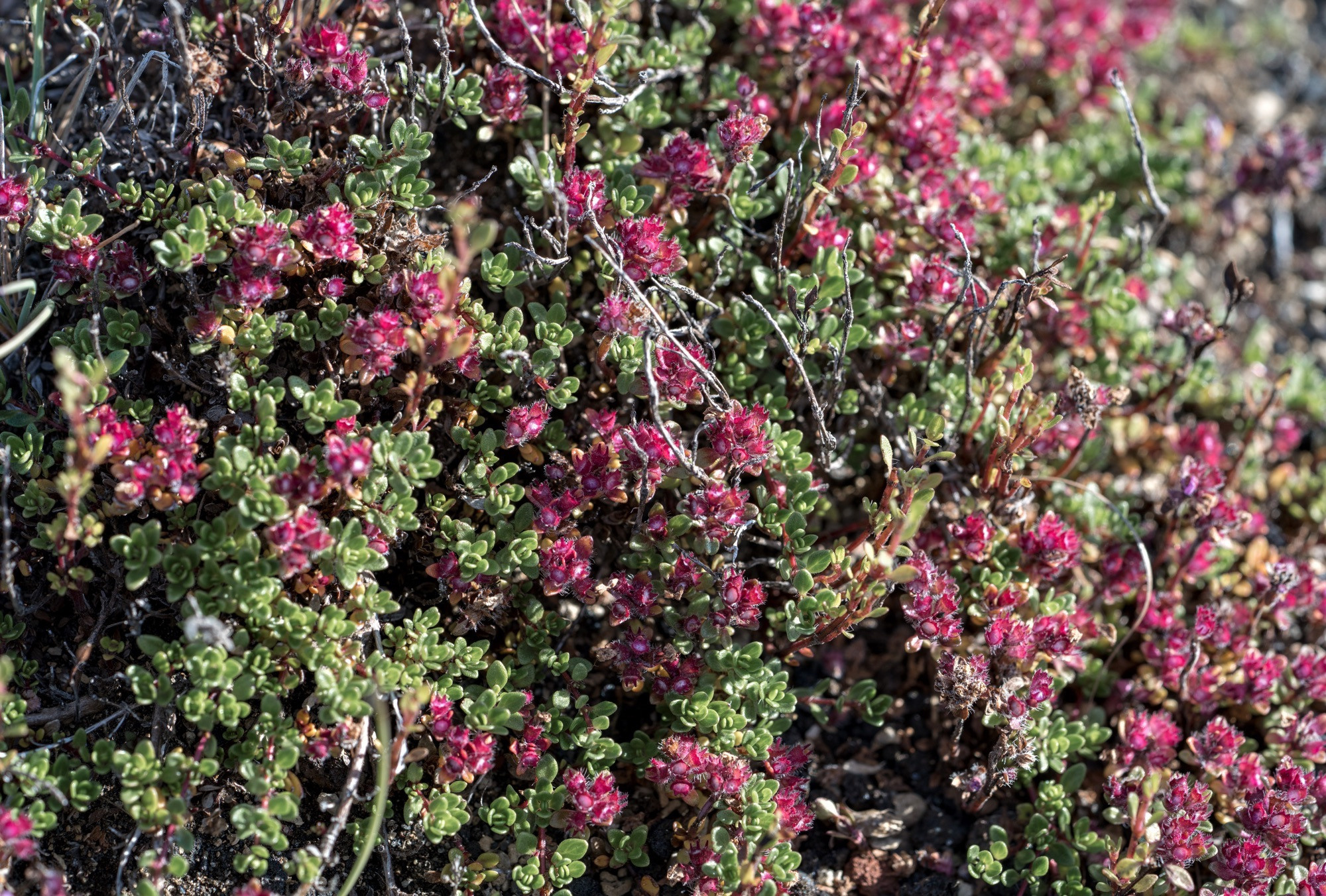Исландия (август 2018). Фотограф Сергей Танков