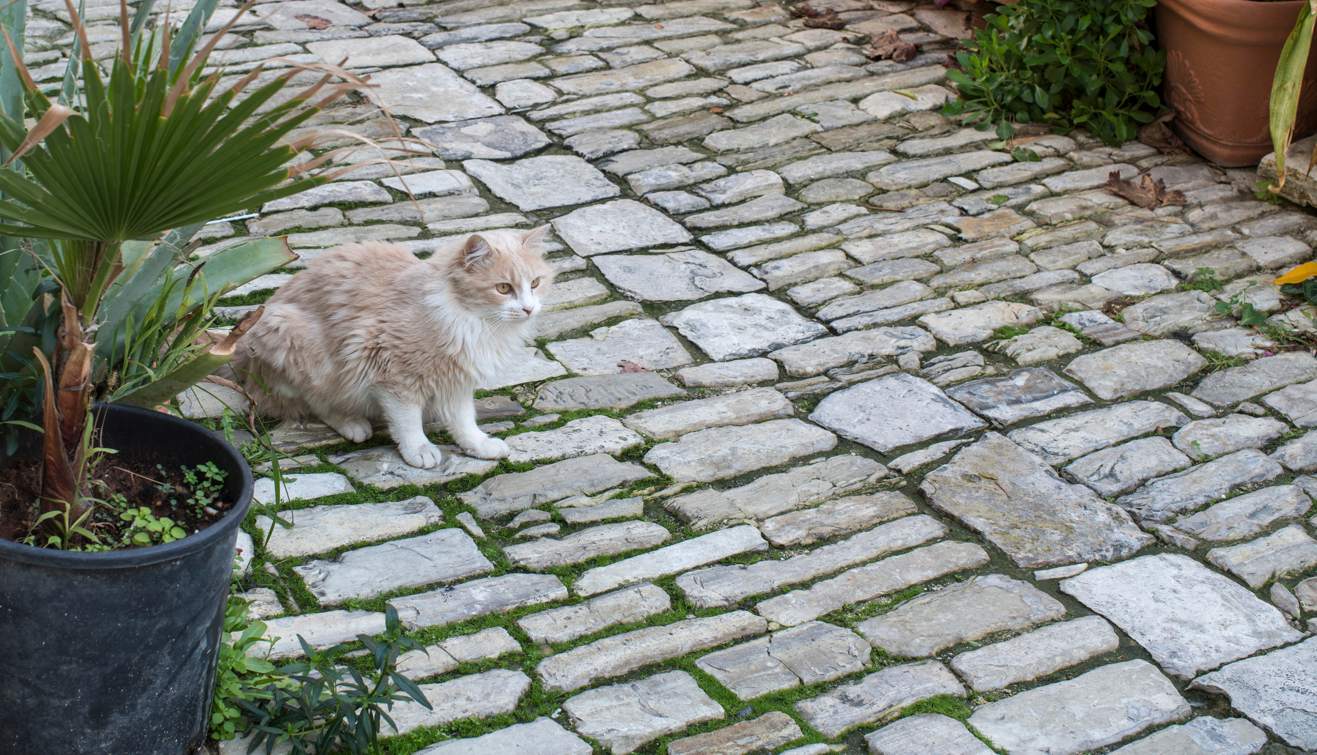 Кипр (январь 2018). Фотограф Сергей Танков
