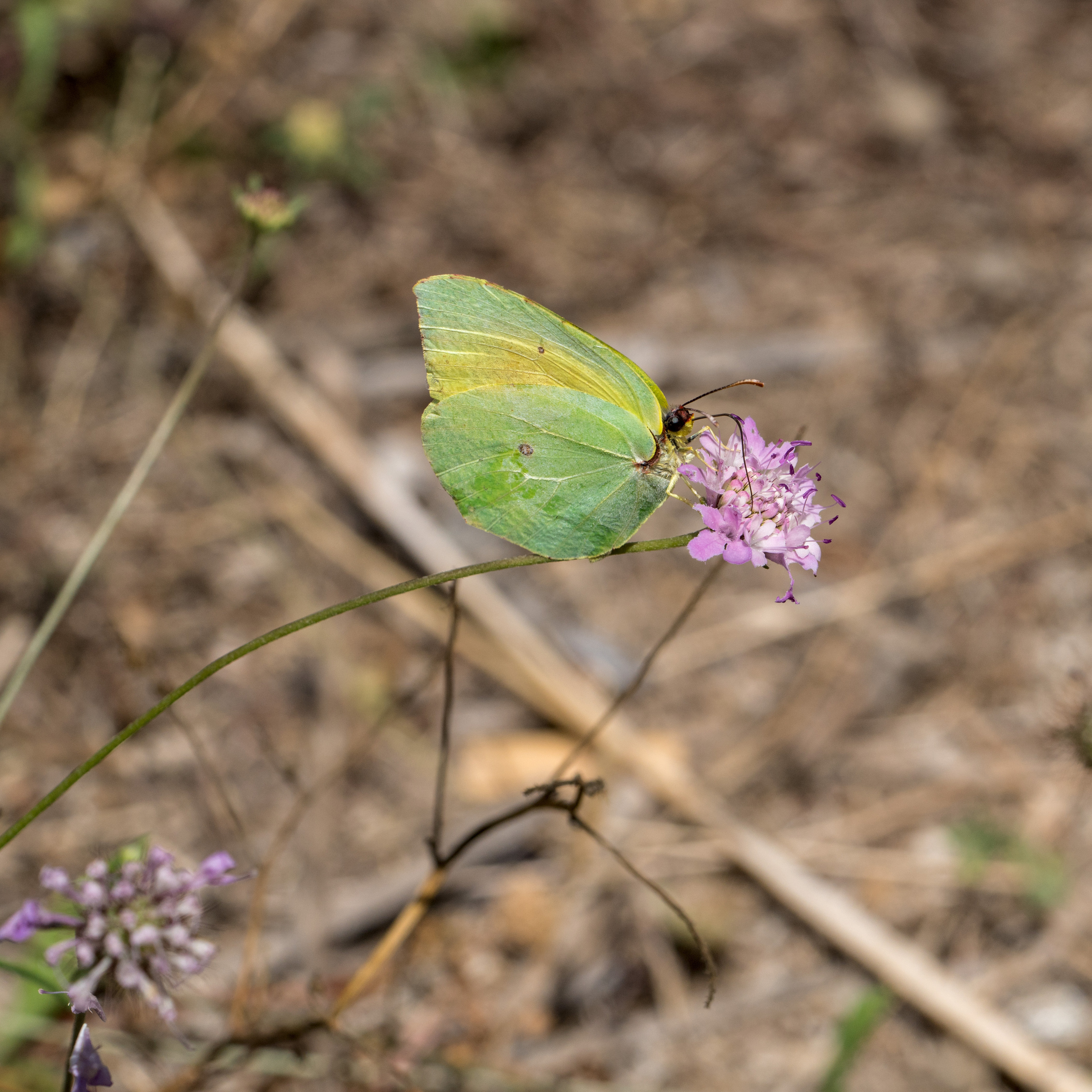 Майорка (июль 2018). Фотограф Сергей Танков
