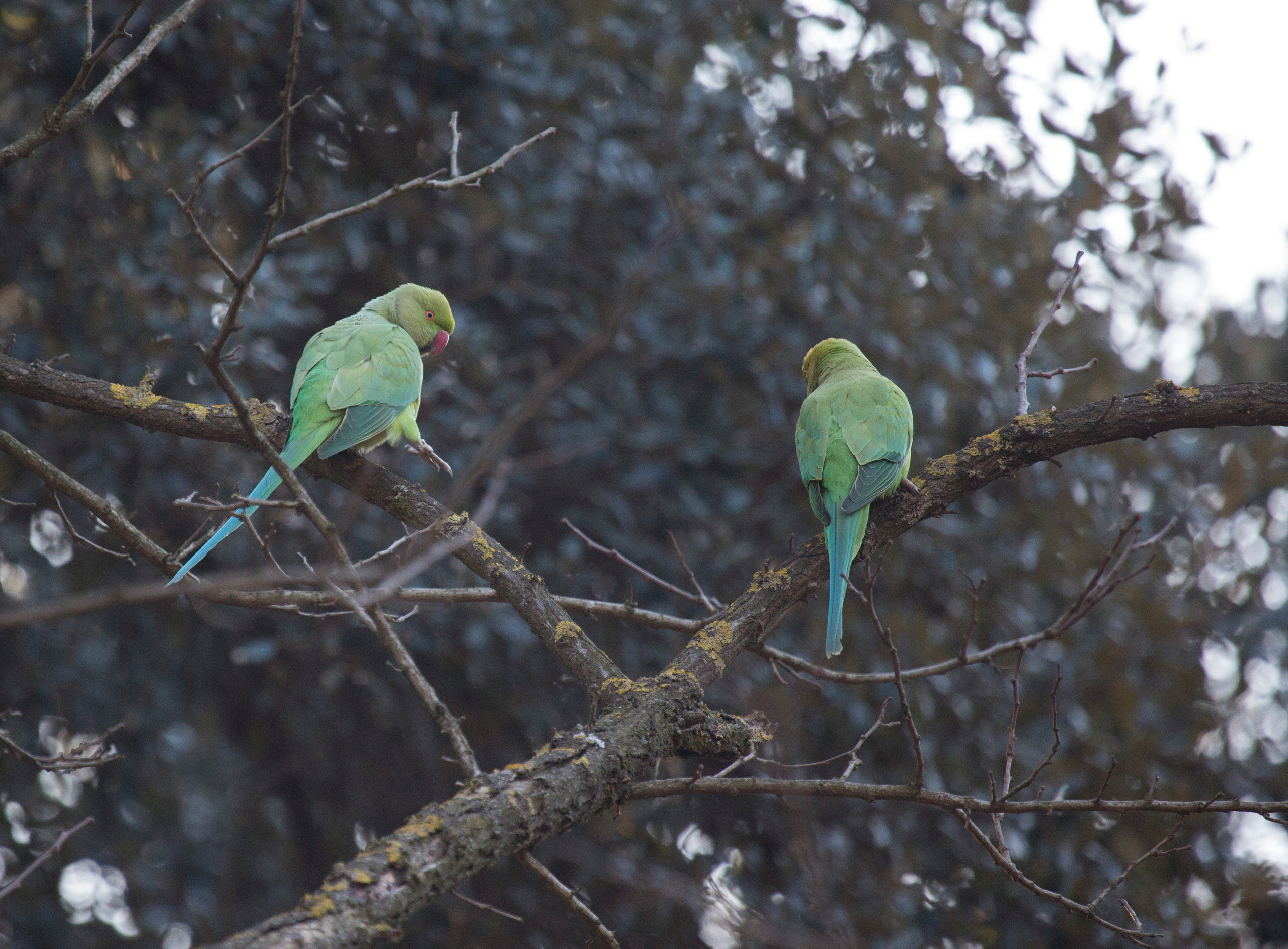Рим (март 2015). Фотограф Сергей Танков