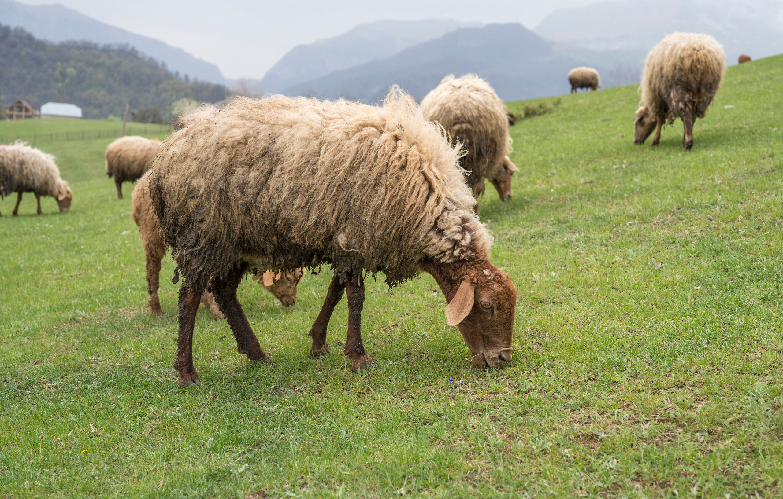 Азербайджан (апрель 2018). Фотограф Сергей Танков