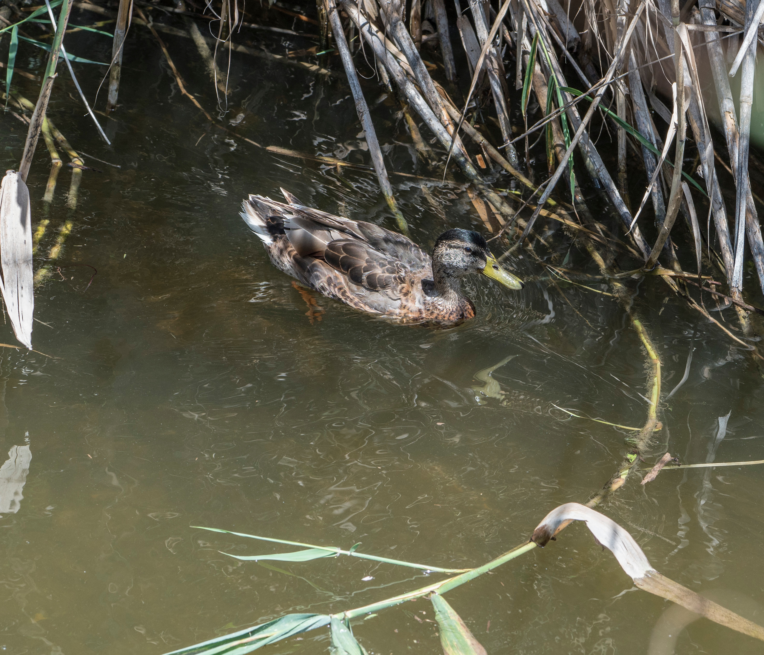 Майорка (июль 2018). Фотограф Сергей Танков