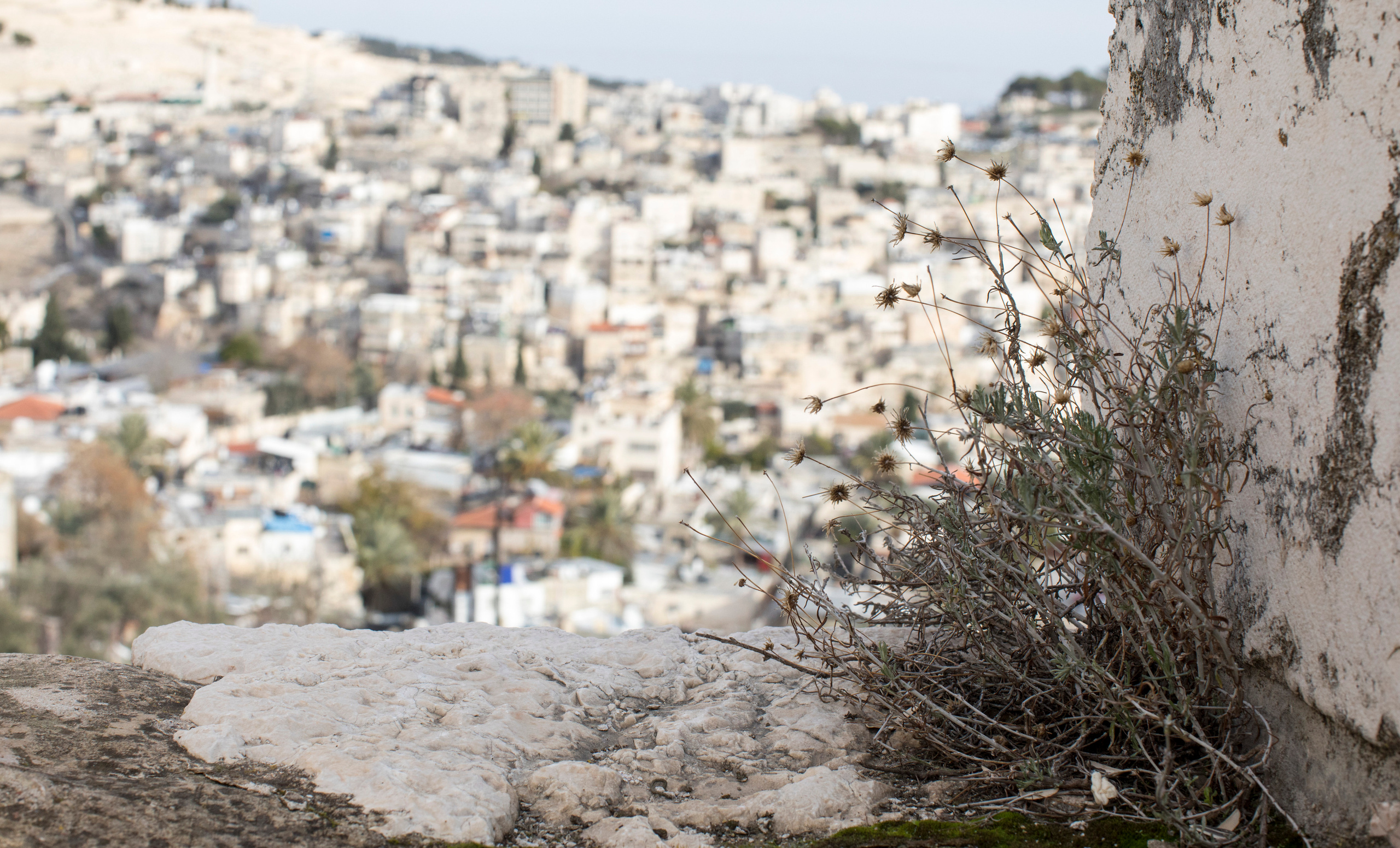 Израиль (январь 2017). Фотограф Сергей Танков