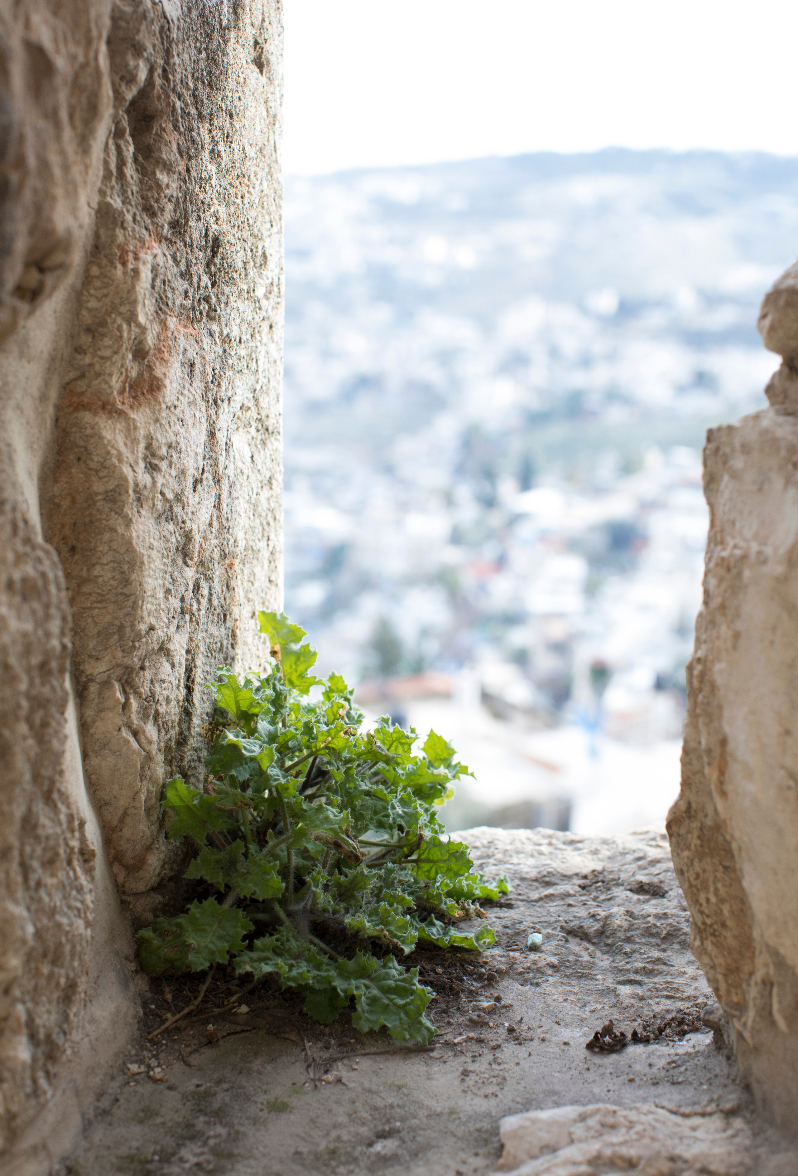 Израиль (январь 2017). Фотограф Сергей Танков