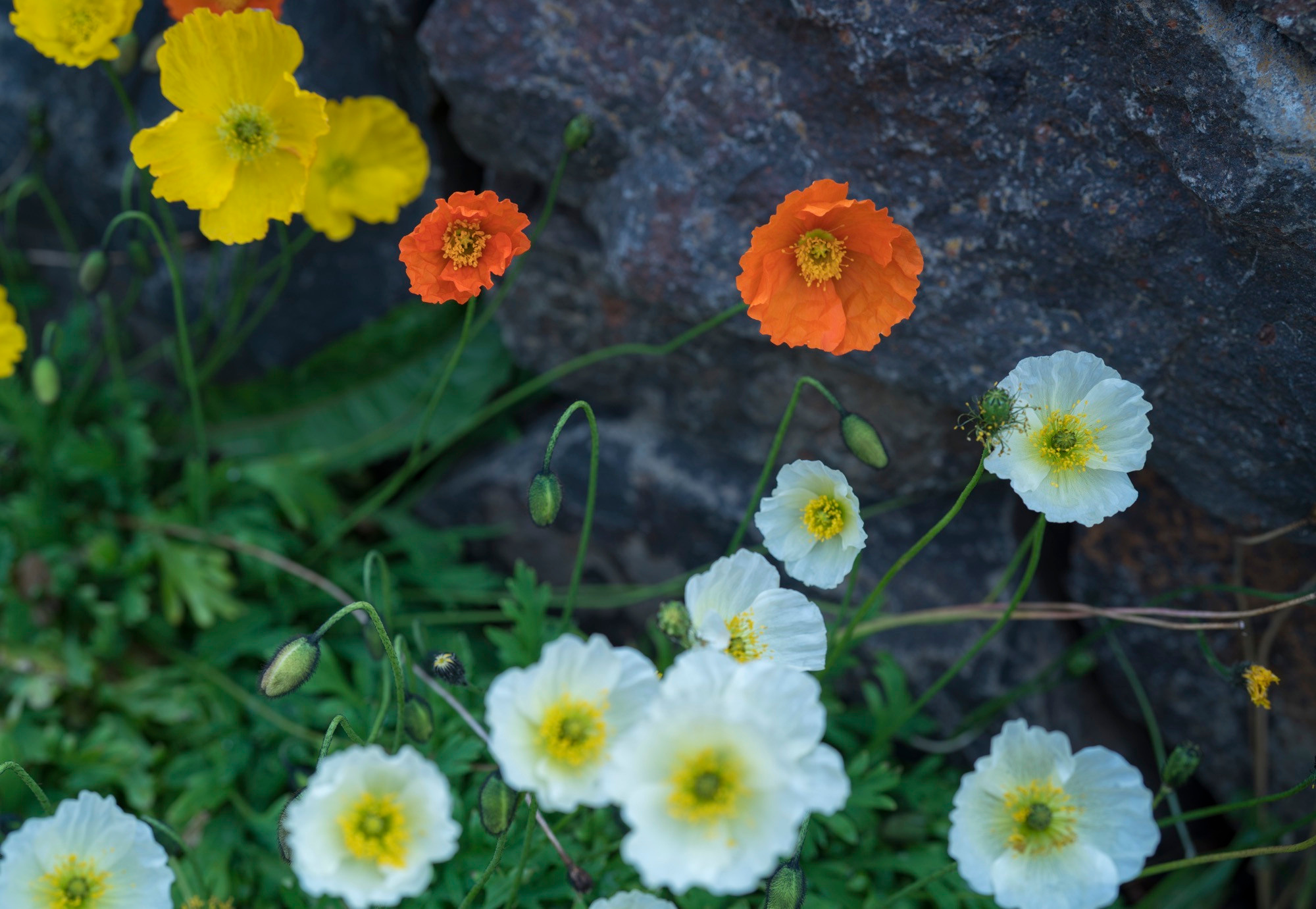 Исландия (август 2018). Фотограф Сергей Танков