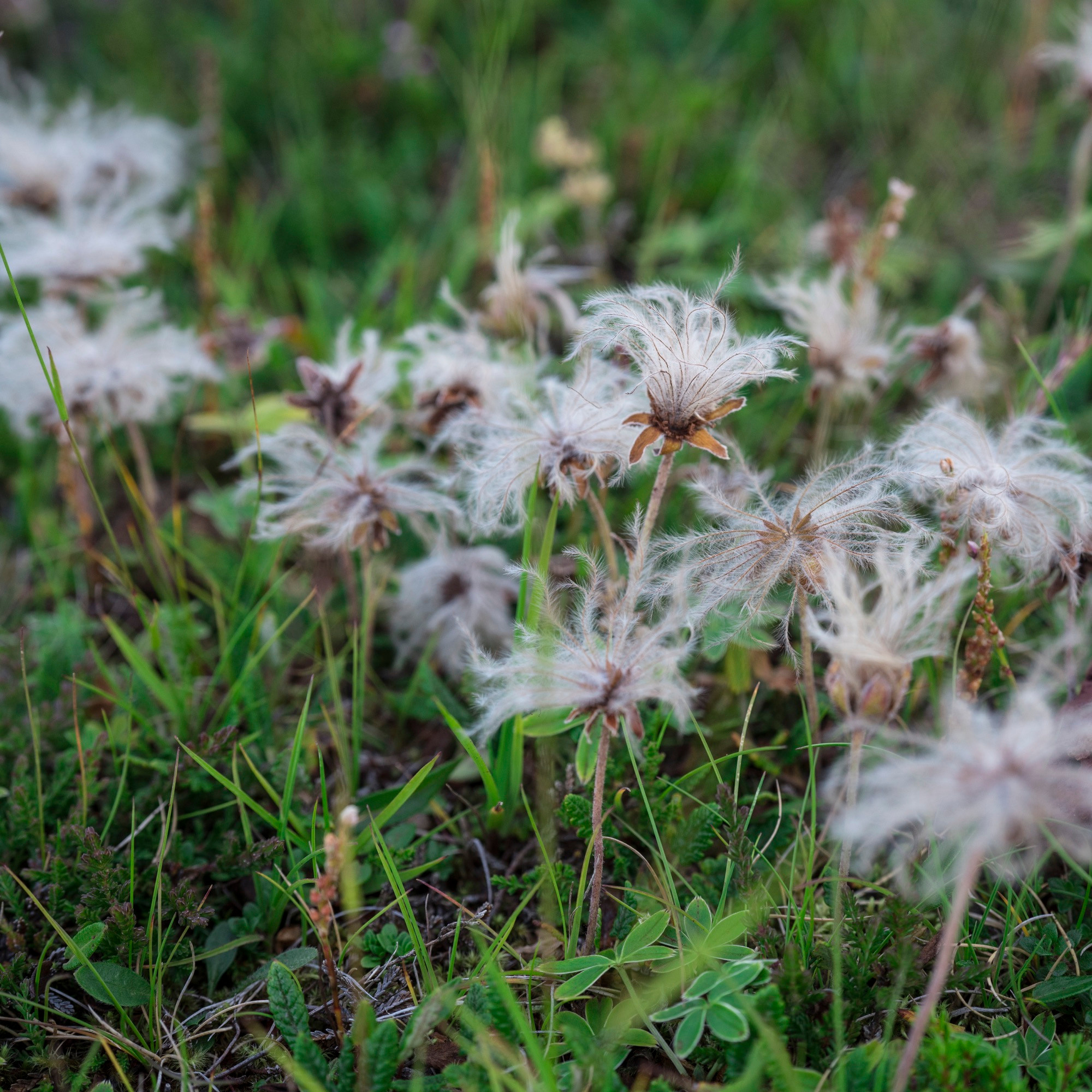Исландия (август 2018). Фотограф Сергей Танков