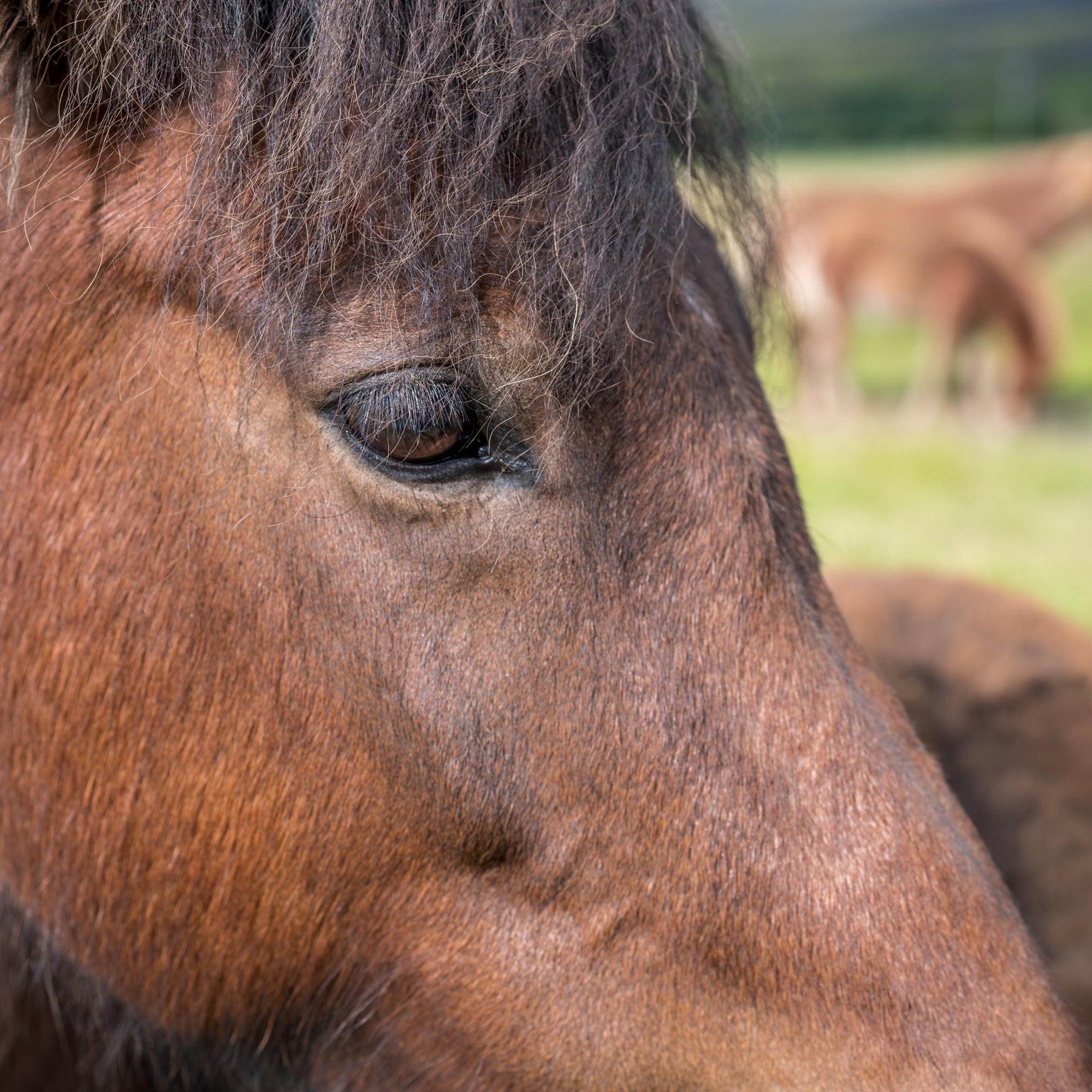 Исландия (август 2018). Фотограф Сергей Танков