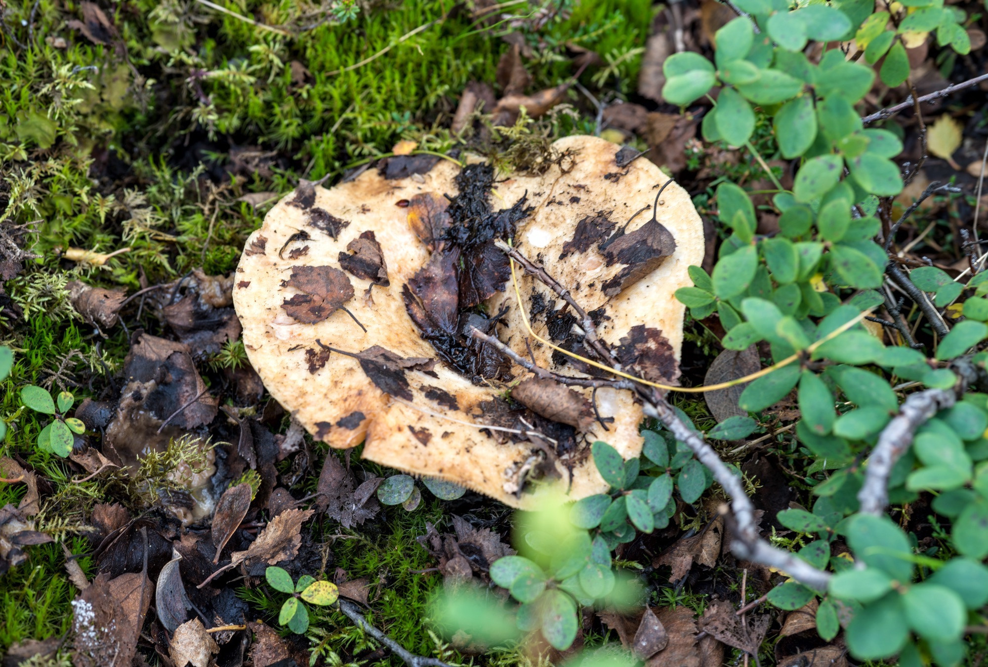 Исландия (август 2018). Фотограф Сергей Танков