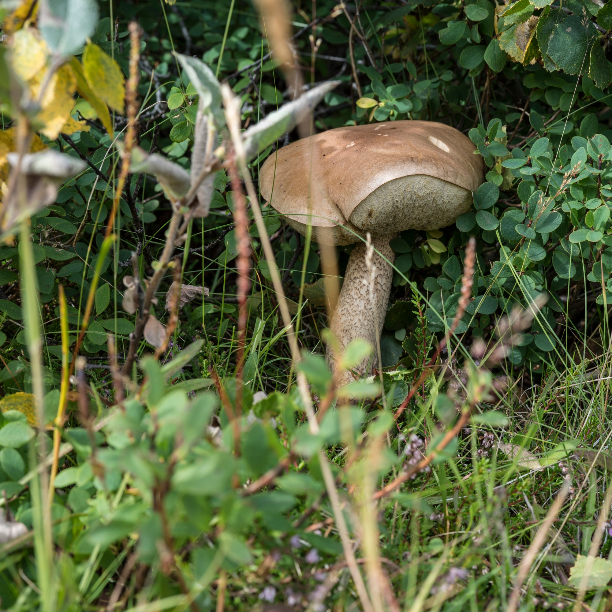 Исландия (август 2018). Фотограф Сергей Танков
