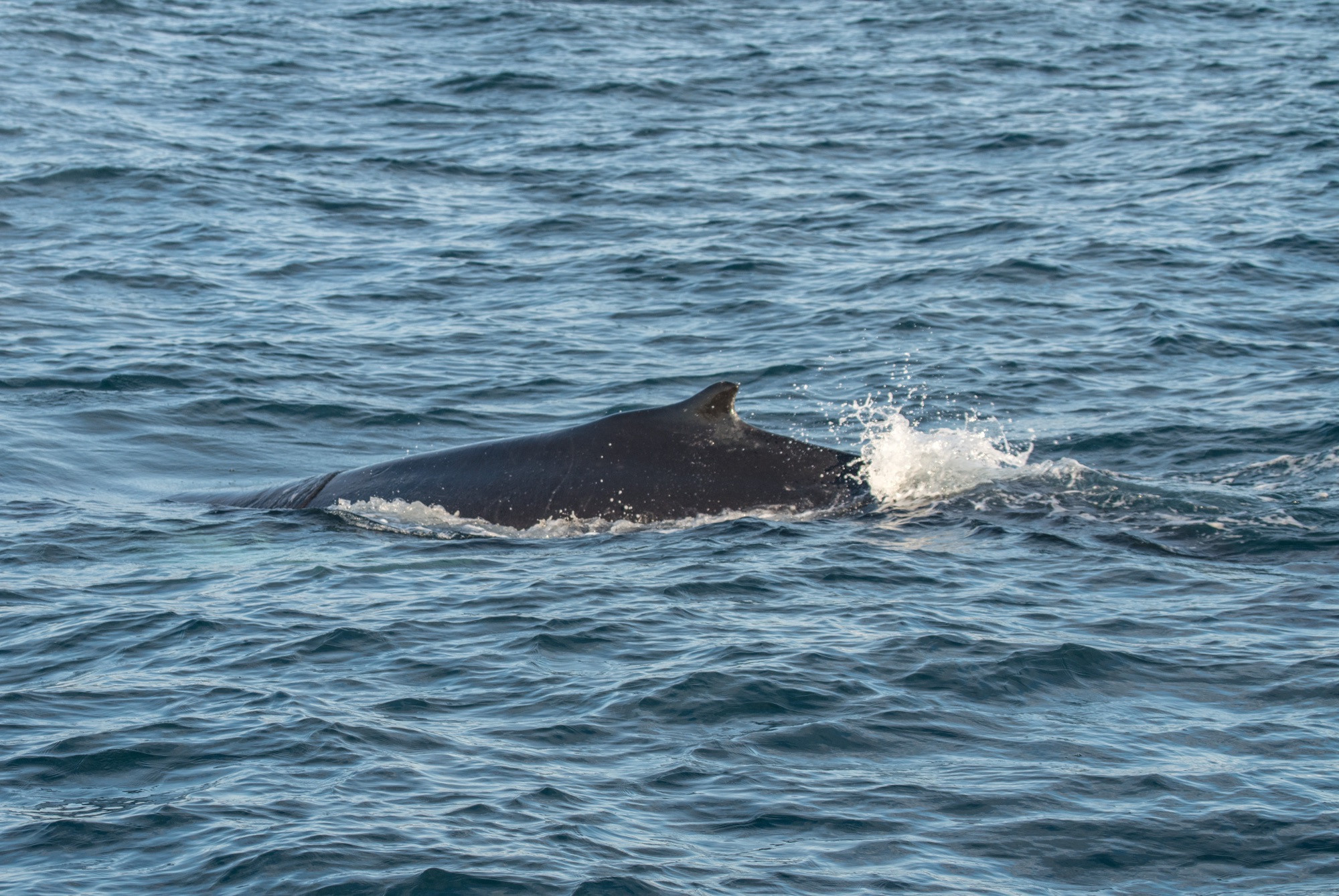 Исландия (август 2018). Фотограф Сергей Танков