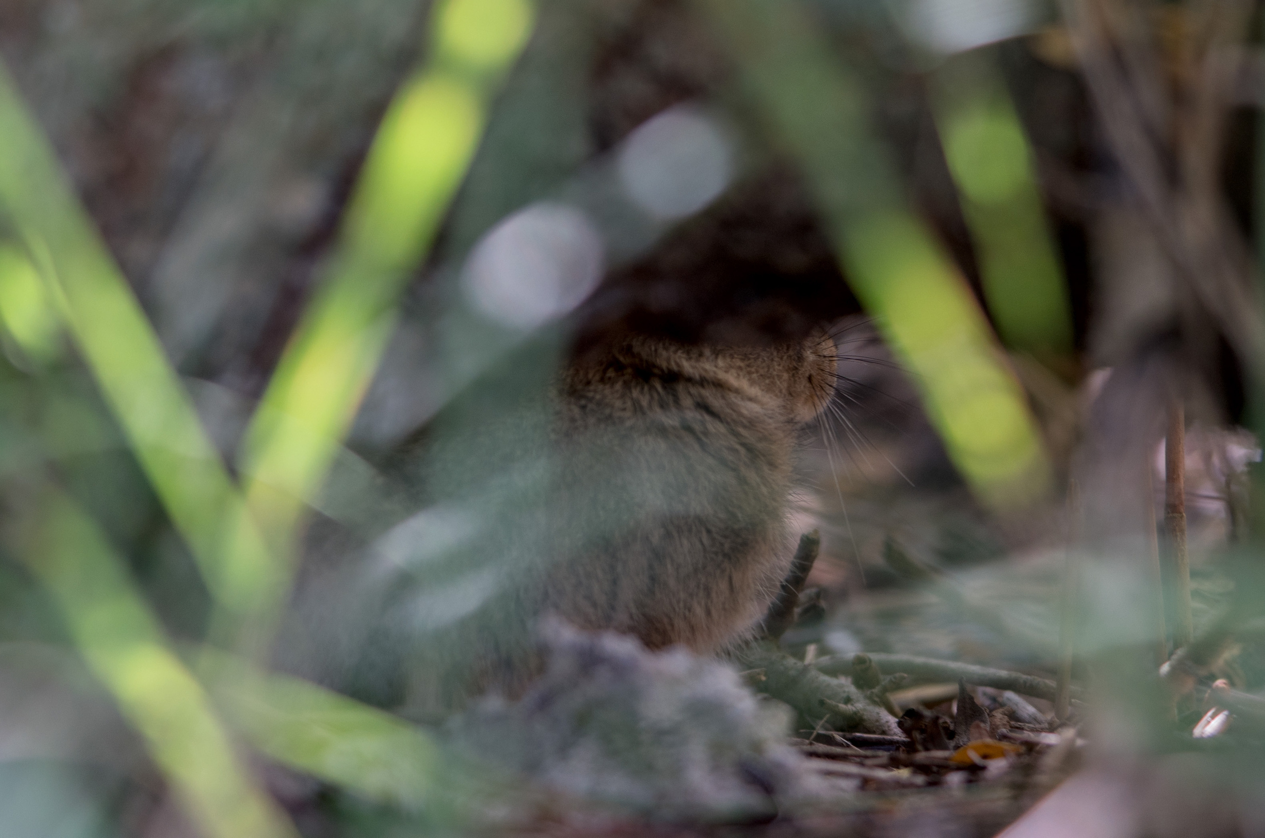 Майорка (июль 2018). Фотограф Сергей Танков