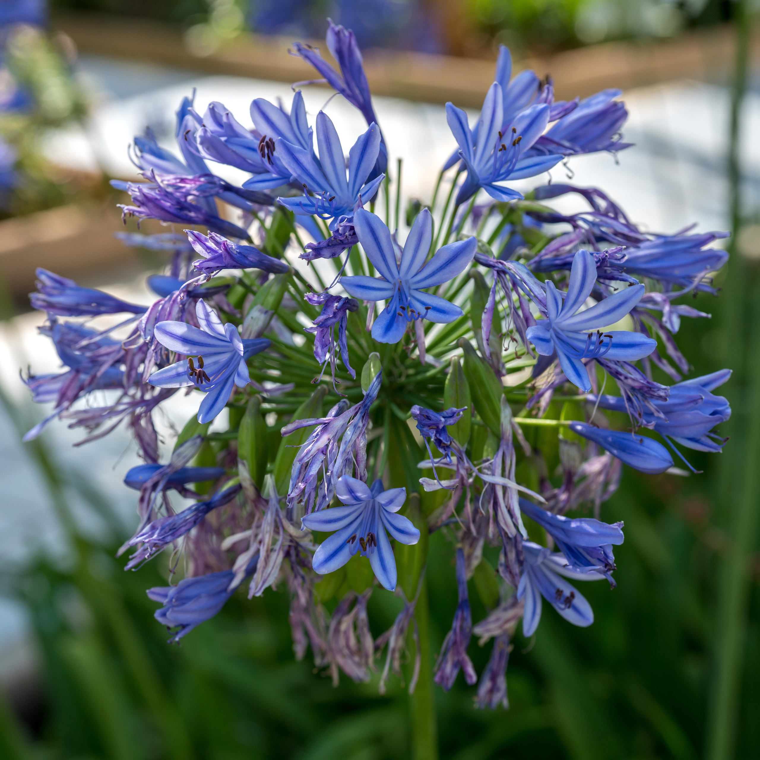 Майорка (июль 2018). Фотограф Сергей Танков