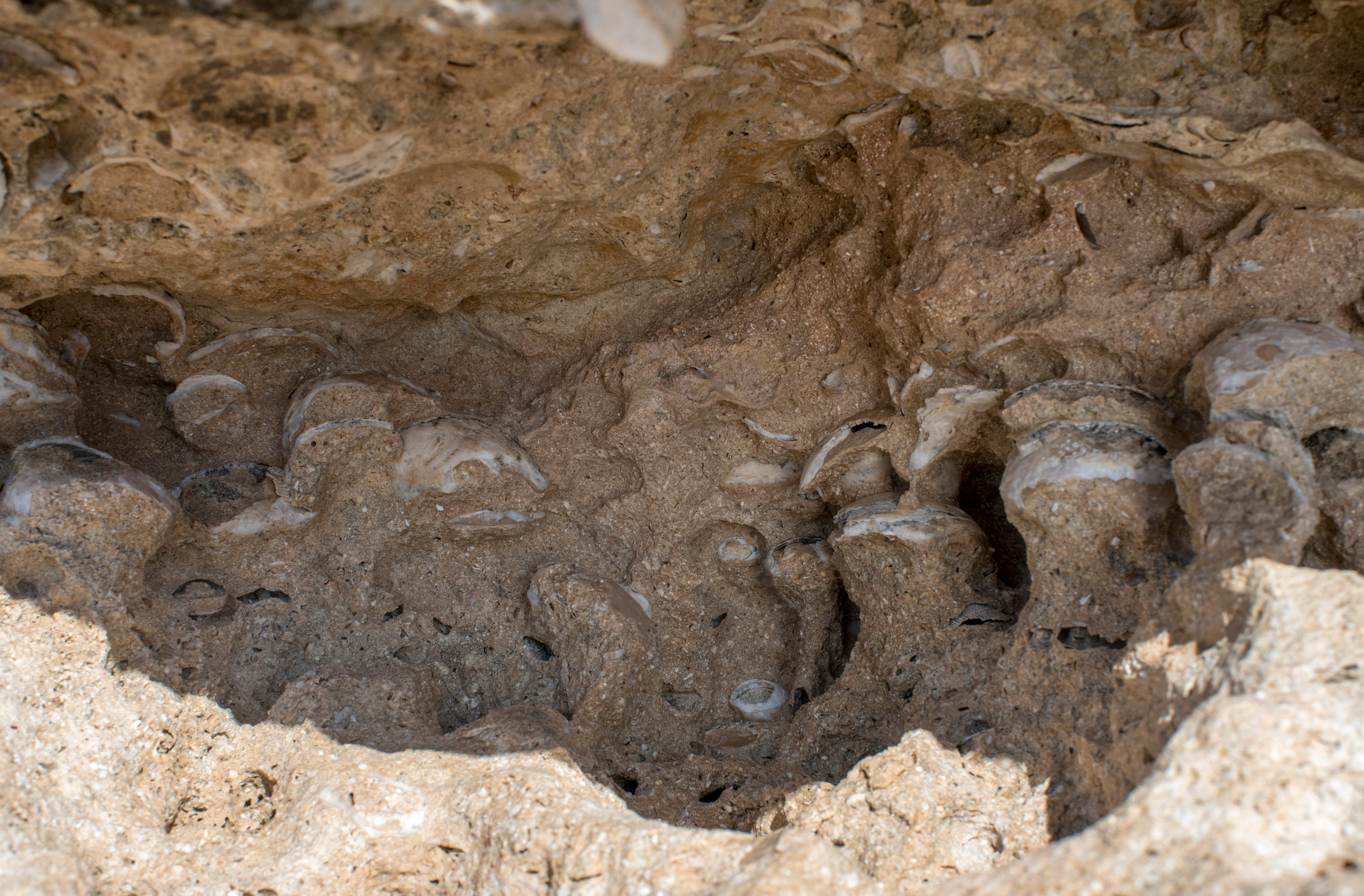 Кипр (январь 2018). Фотограф Сергей Танков