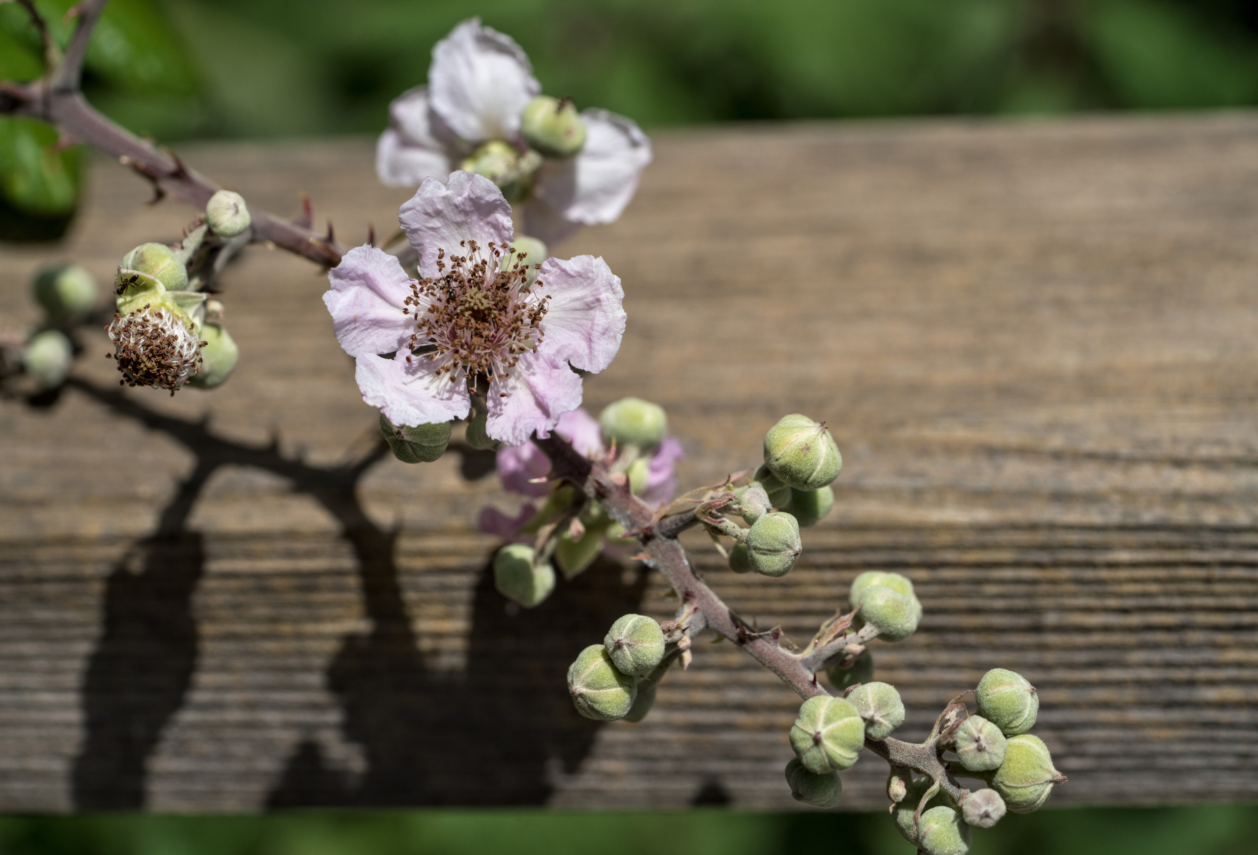 Майорка (июль 2018). Фотограф Сергей Танков