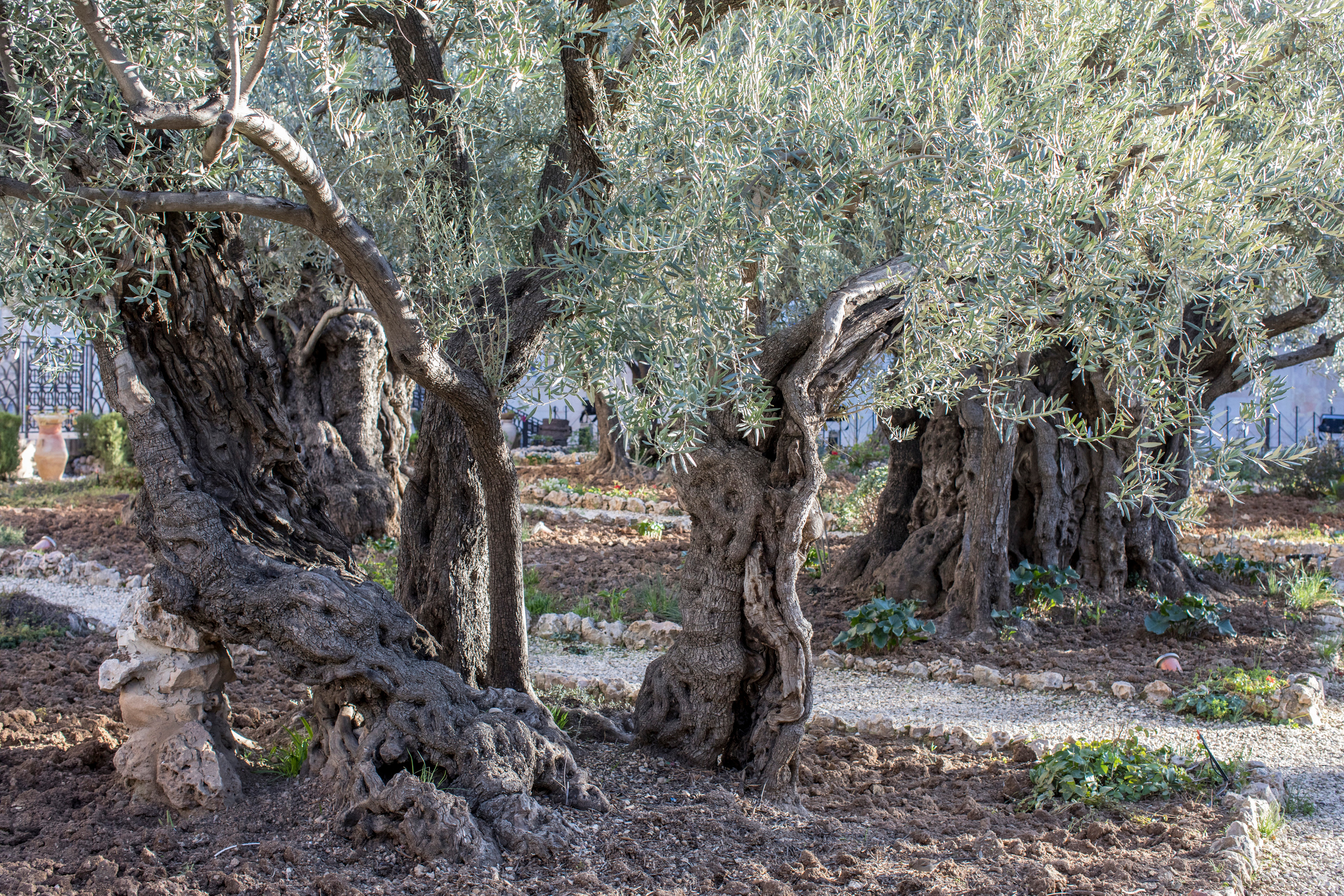 Израиль (январь 2017). Фотограф Сергей Танков