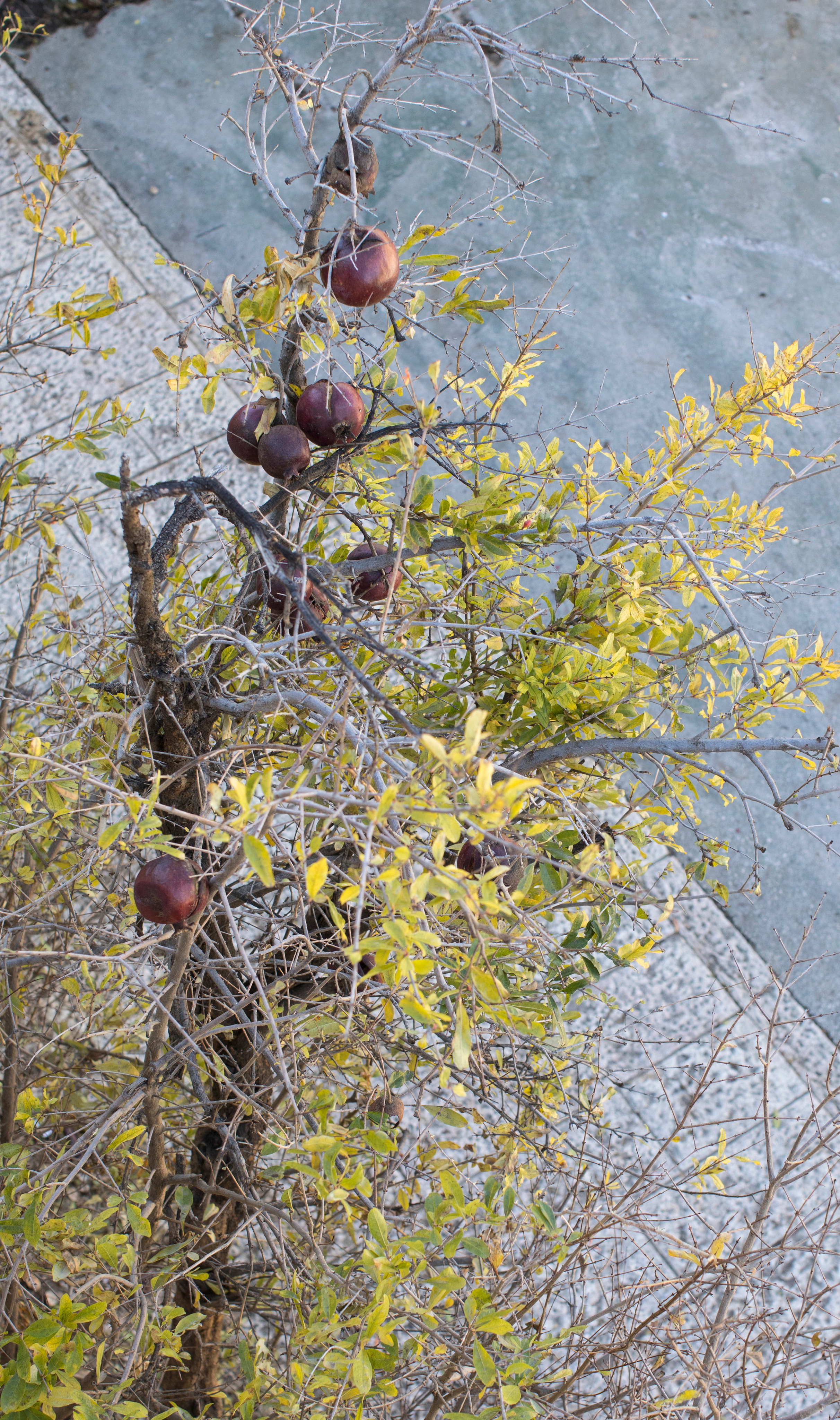 Израиль (январь 2017). Фотограф Сергей Танков